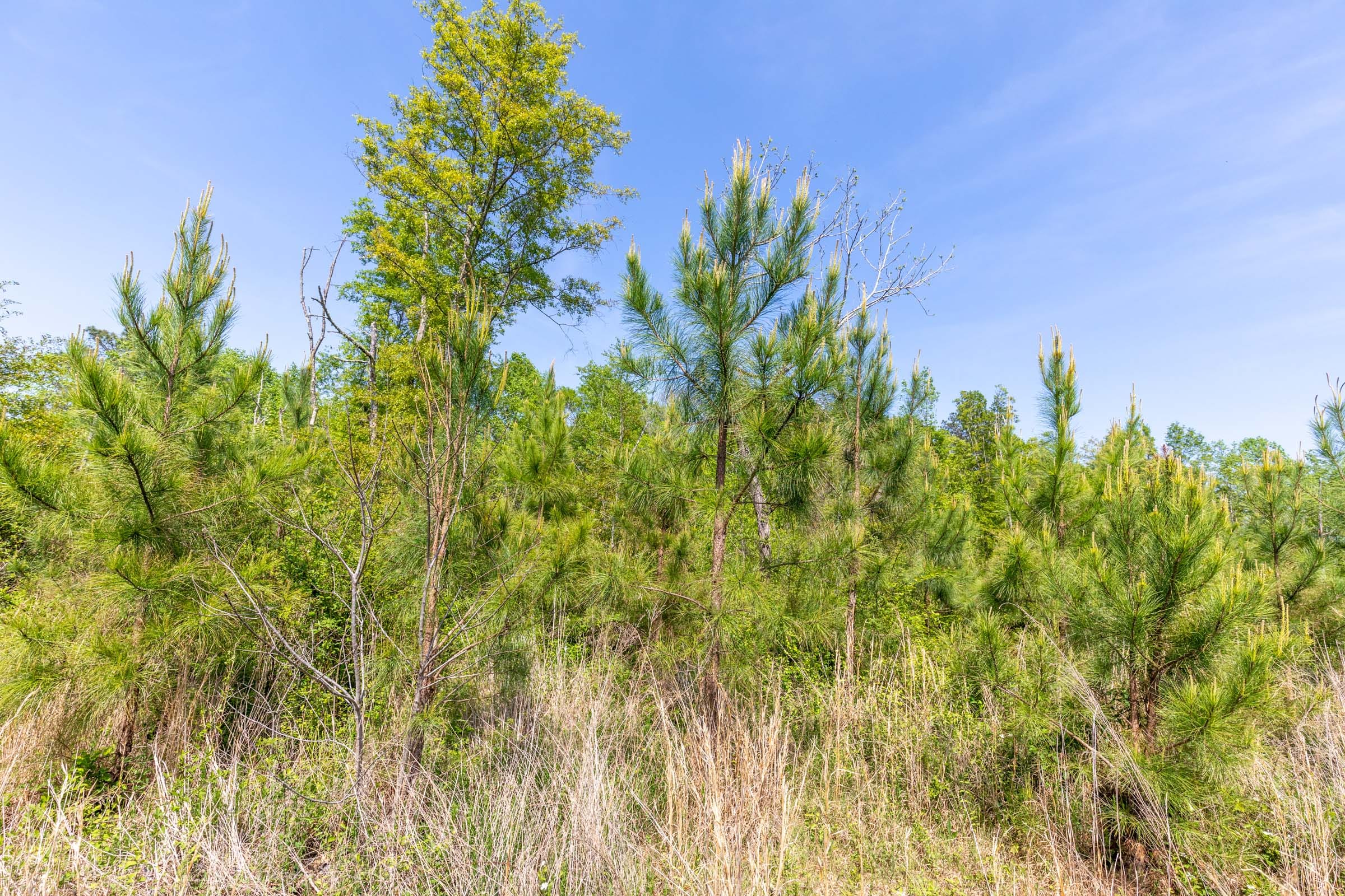 Clear Wood Tract 30 photo 13