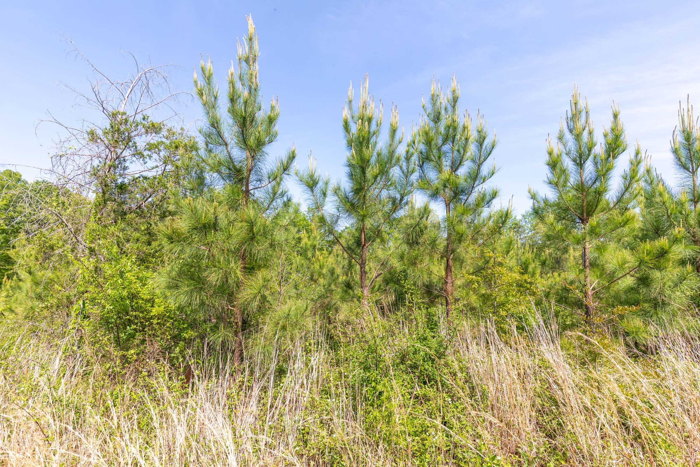 Clear Wood Tract 30 photo 17