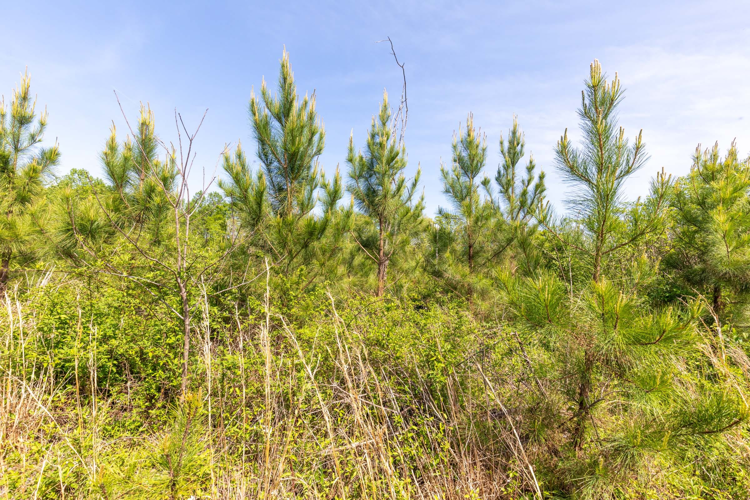 Clear Wood Tract 30 photo 18