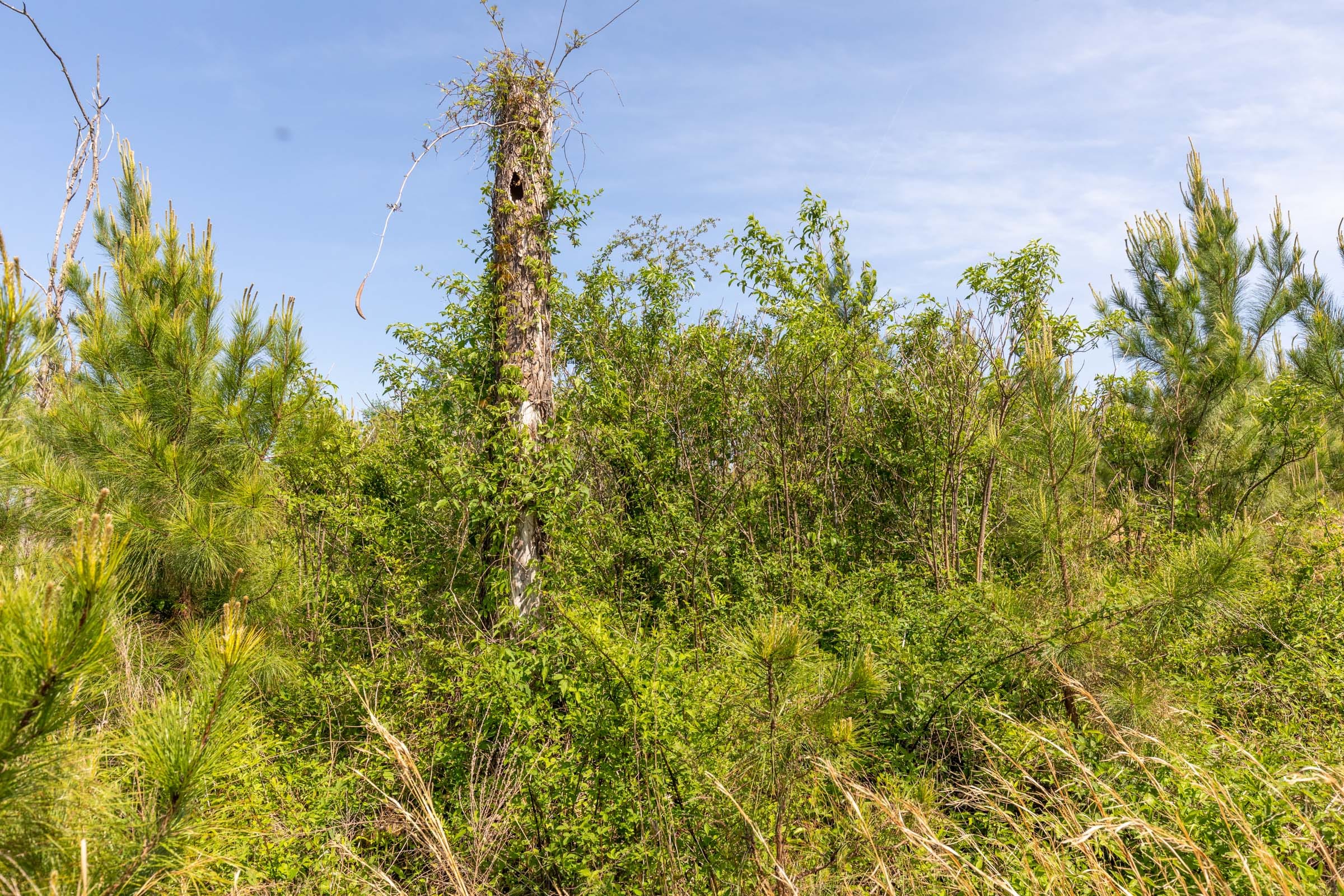 Clear Wood Tract 30 photo 19