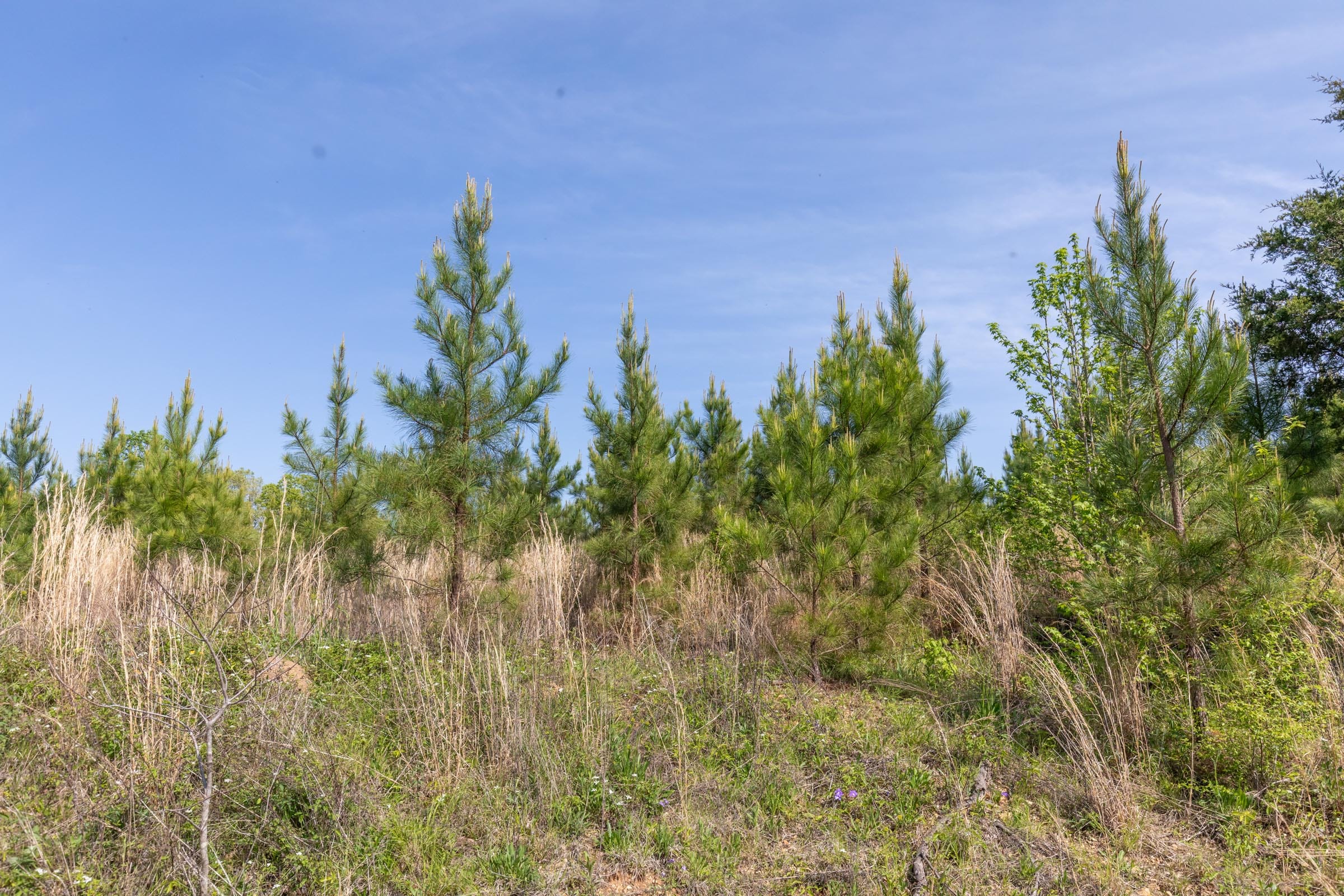 Clear Wood Tract 30 photo 21