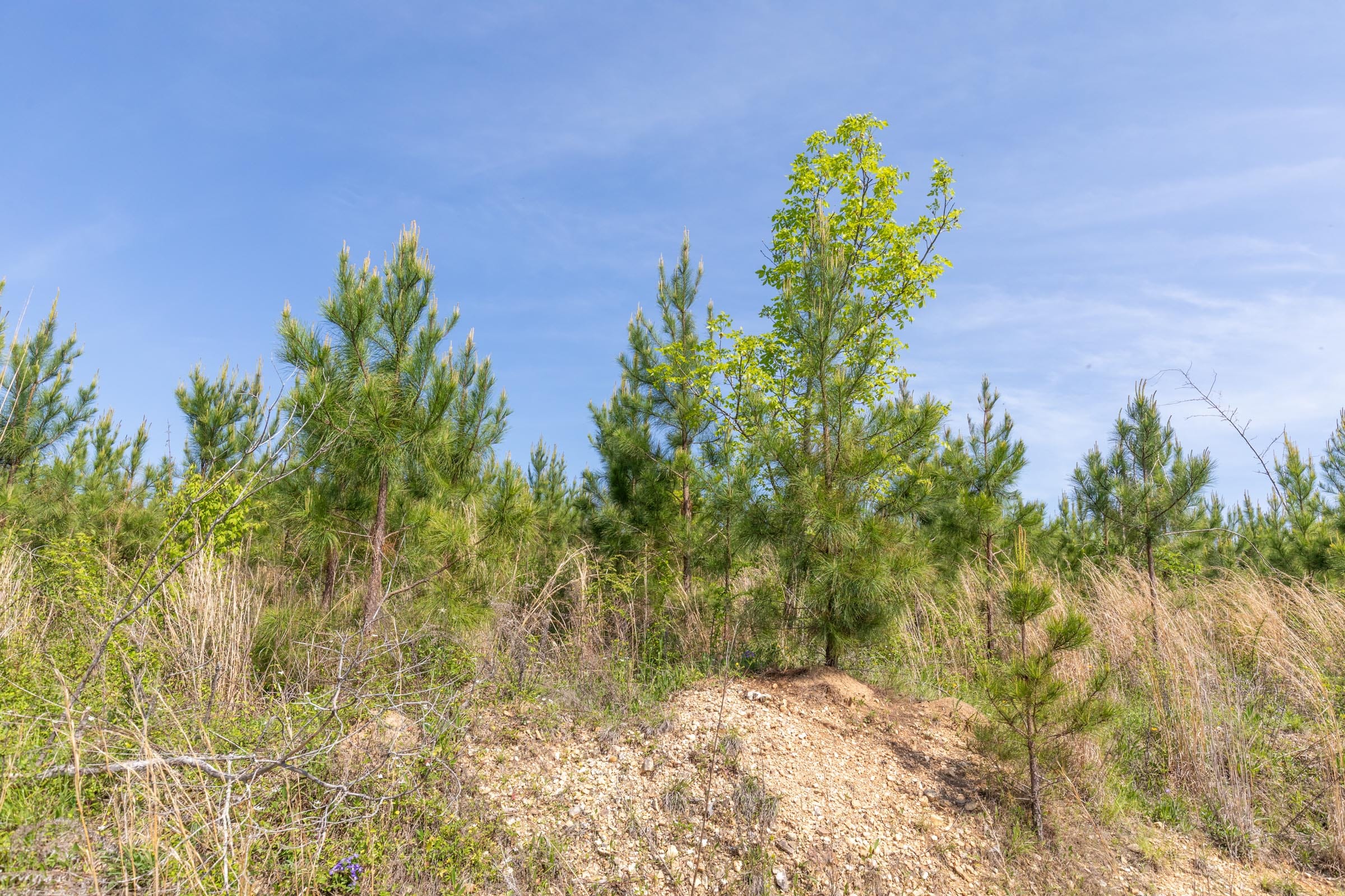 Clear Wood Tract 30 photo 22