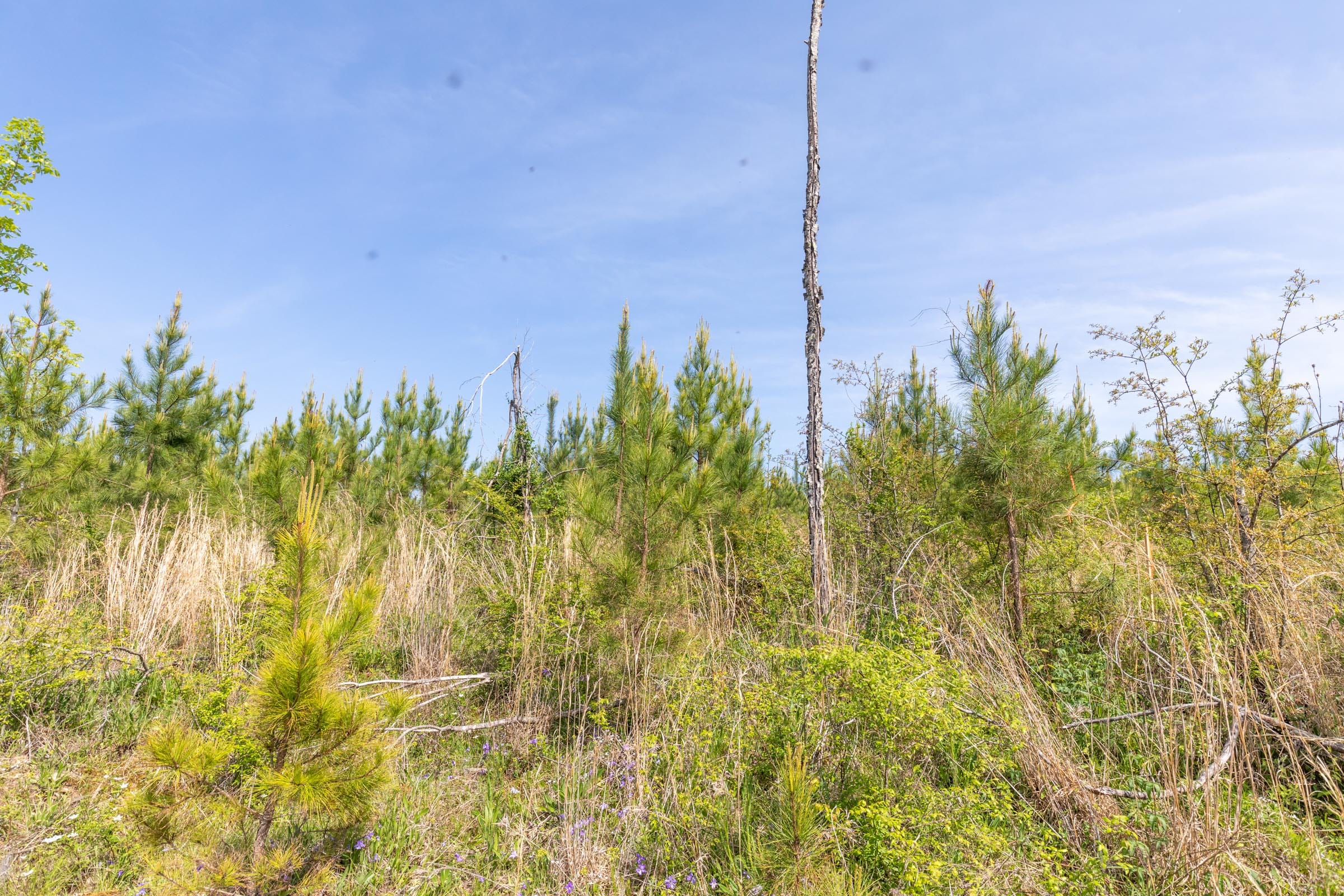 Clear Wood Tract 30 photo 23