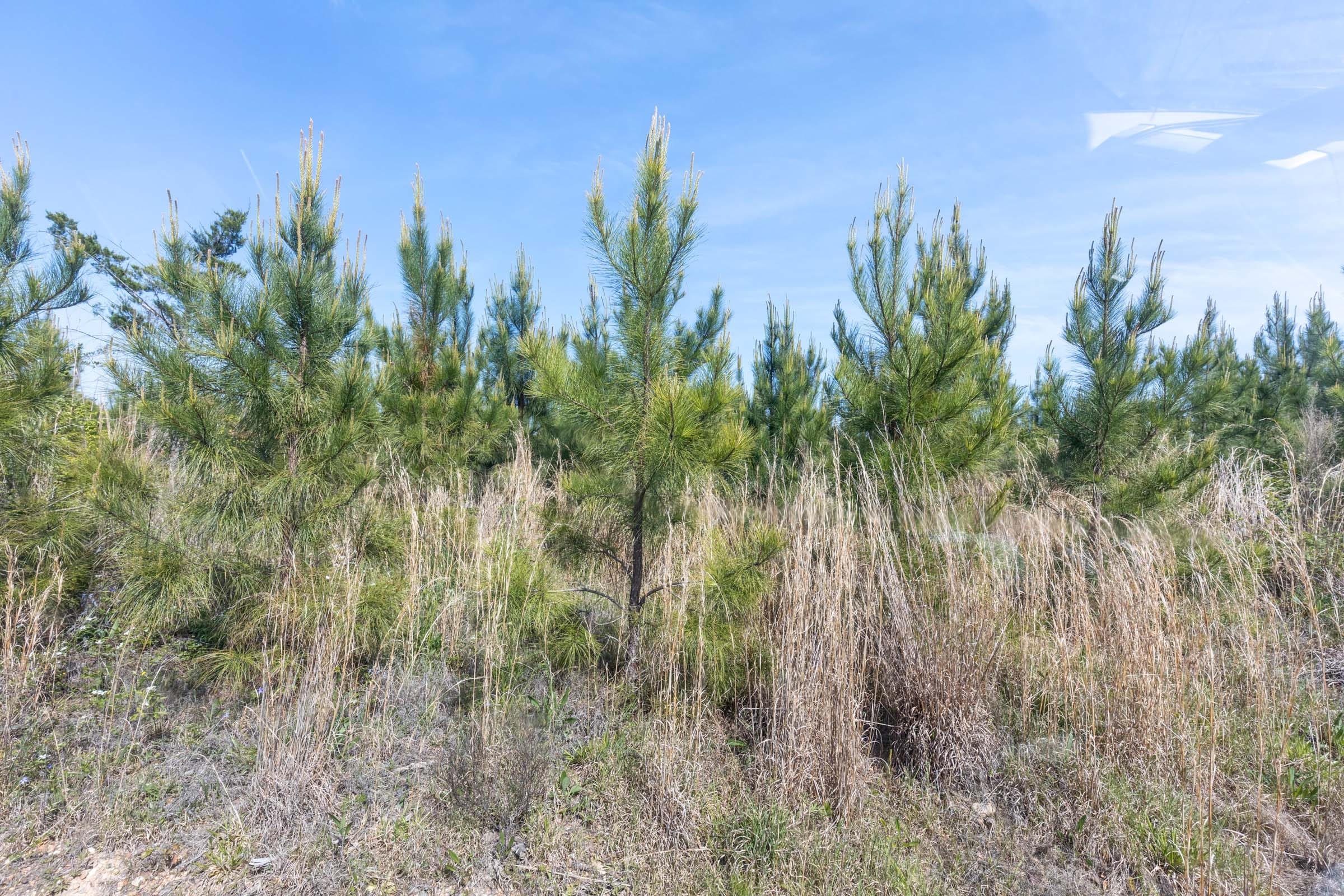 Clear Wood Tract 30 photo 24