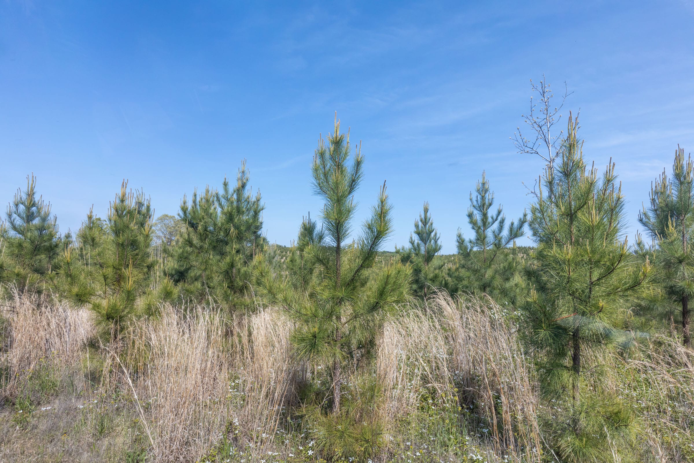 Clear Wood Tract 30 photo 28
