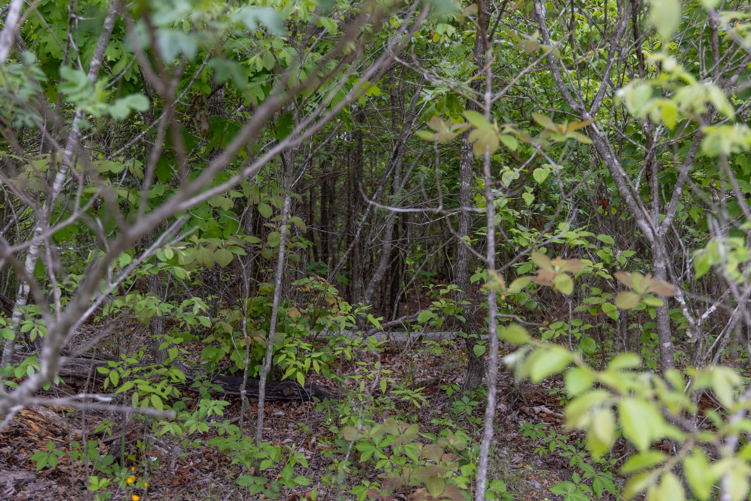 Sleepy Hollow Phase II Tract 93 photo 13