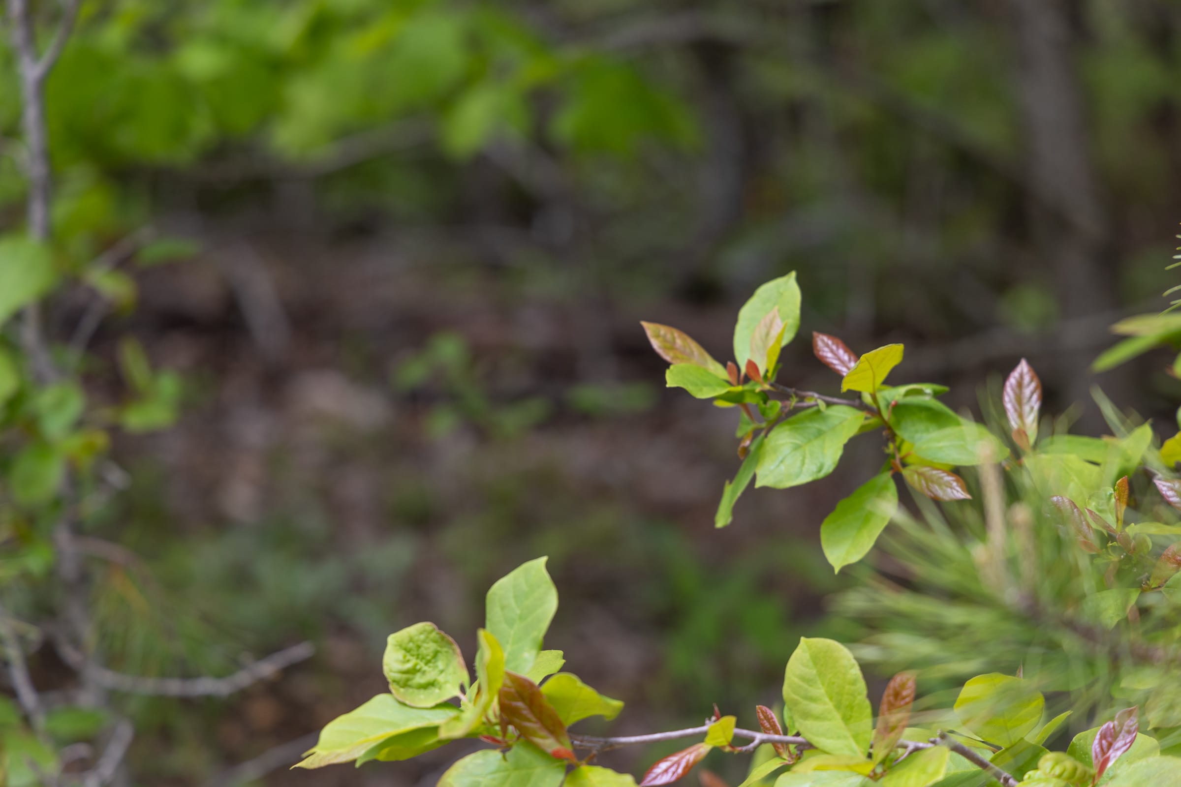 Sleepy Hollow Phase II Tract 93 photo 15