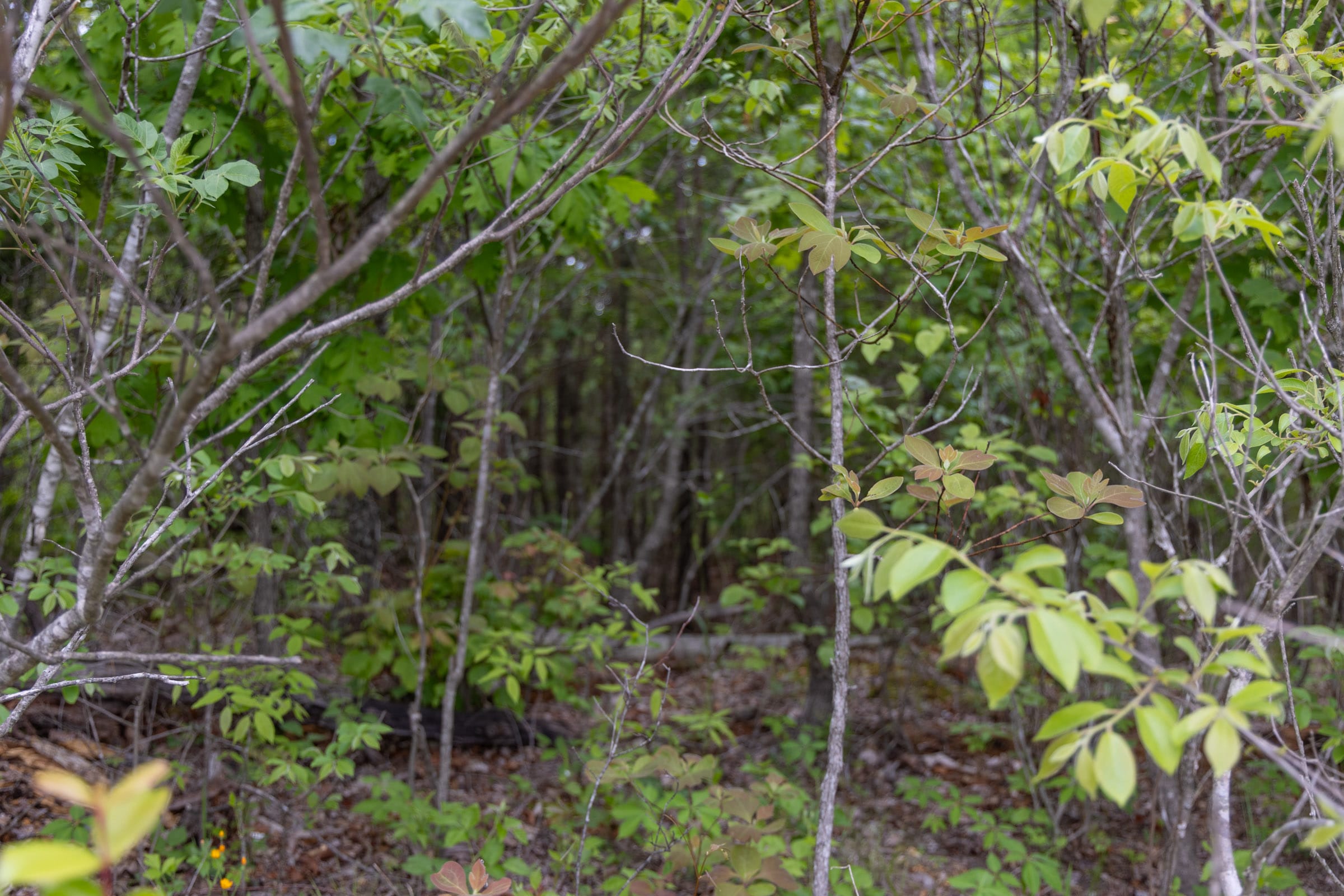 Sleepy Hollow Phase II Tract 93 photo 7