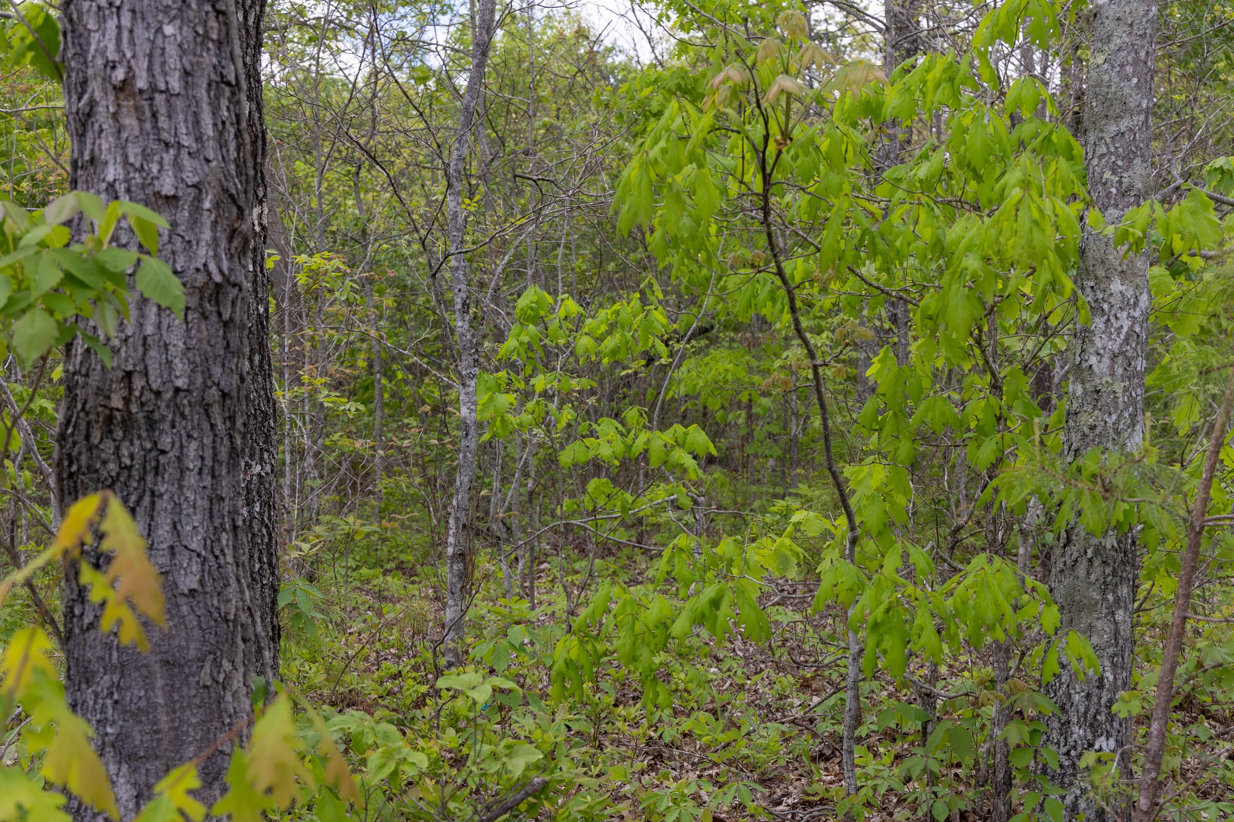 Sleepy Hollow Phase II Tract 93 photo 4