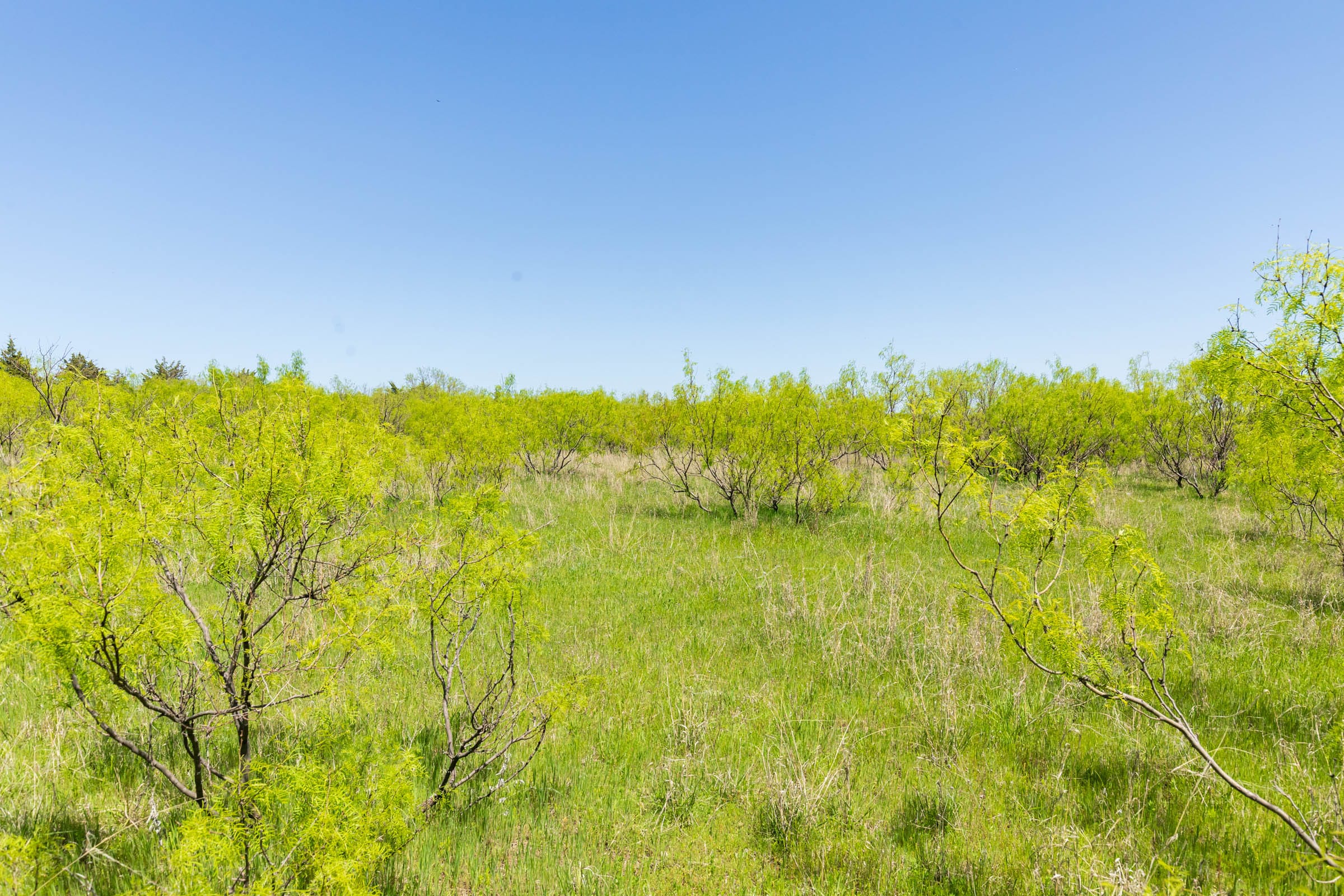 Hackberry Fields Tract 9 photo 3