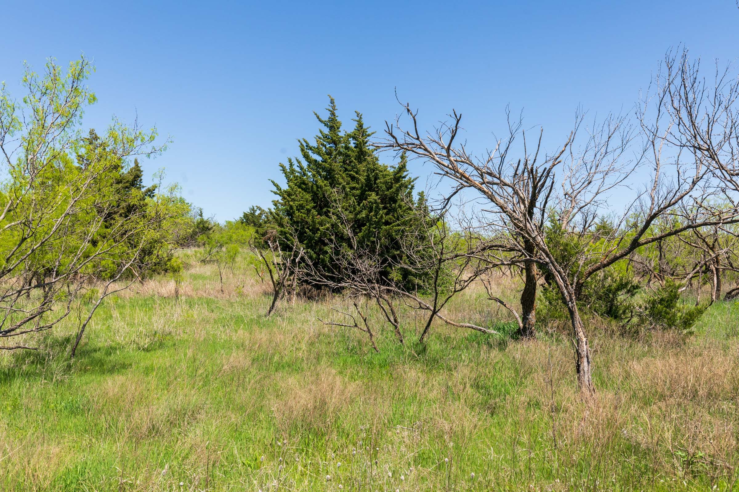 Hackberry Fields Tract 9 photo 6