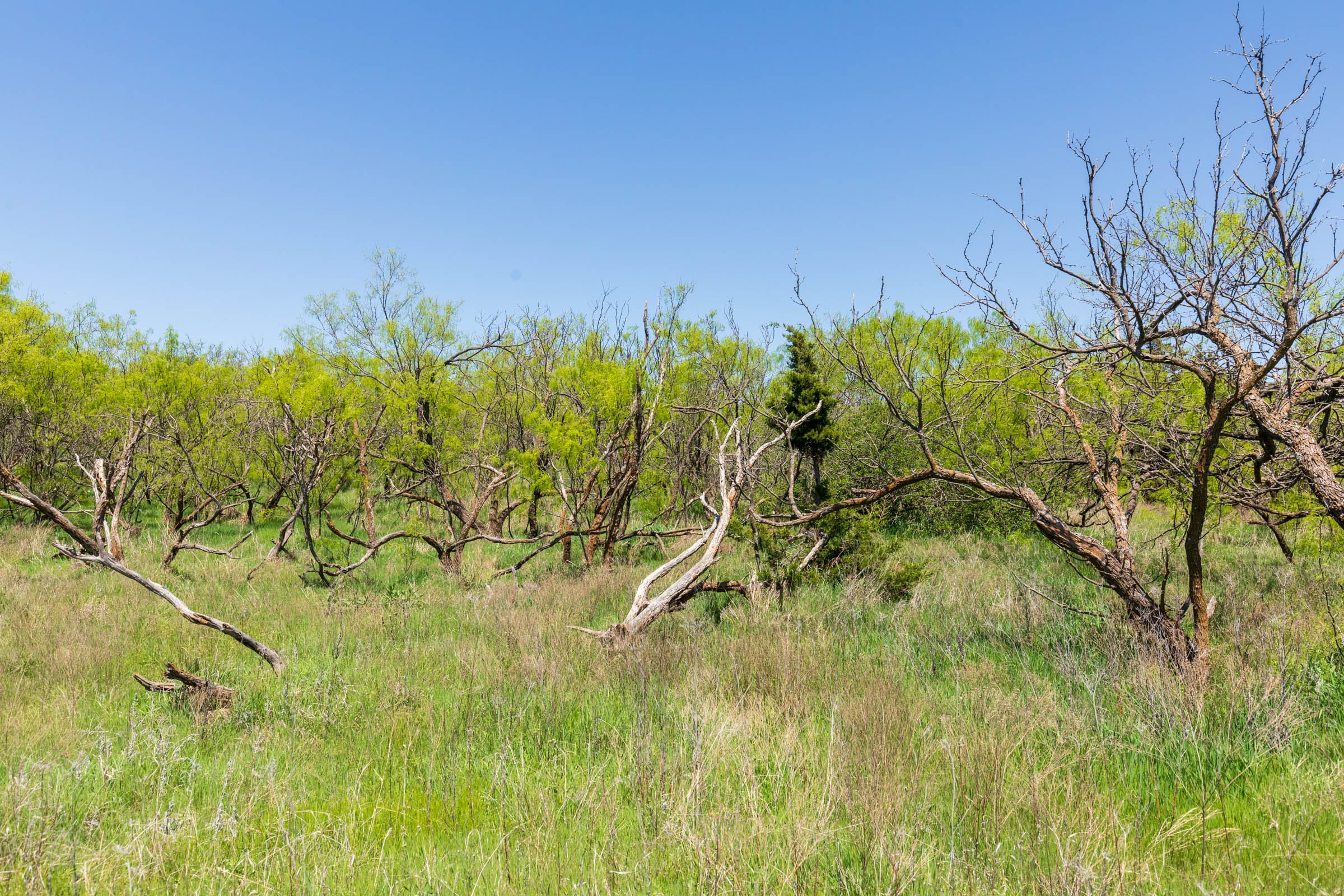 Hackberry Fields Tract 9 photo 9