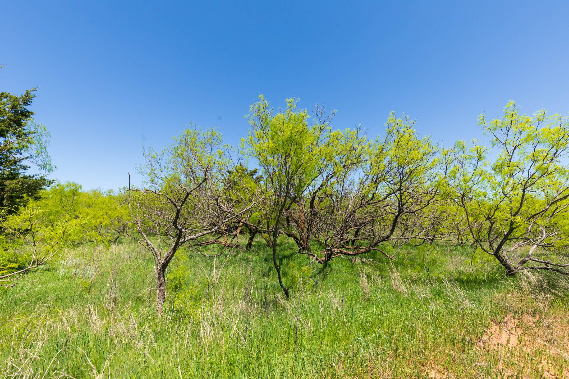 Hackberry Fields Tract 9 photo 11