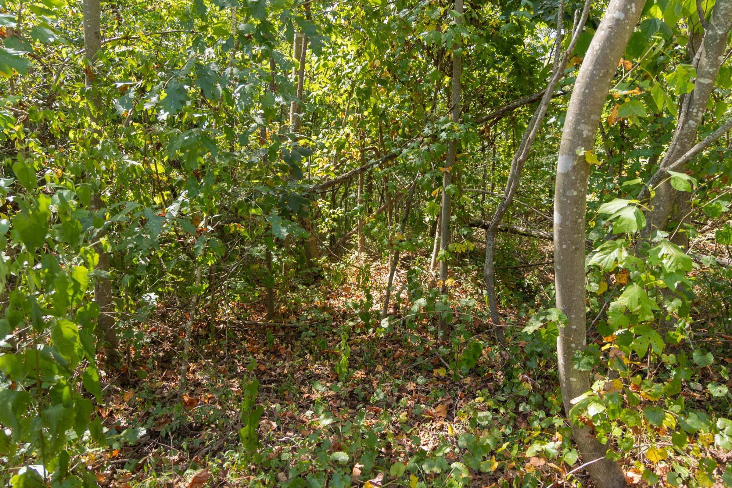 Big White Oak Tract 59 photo 7