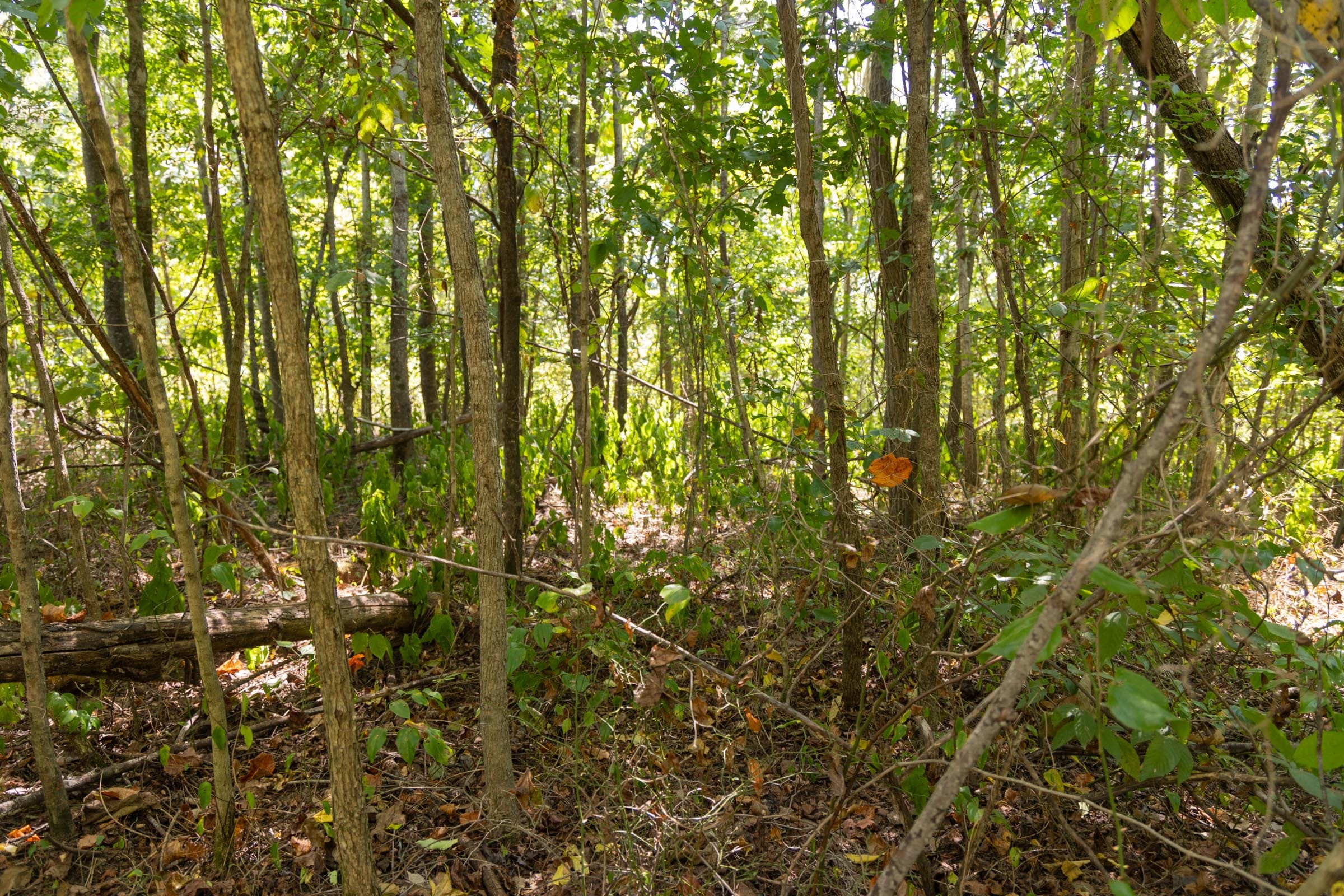 Big White Oak Tract 59 photo 2