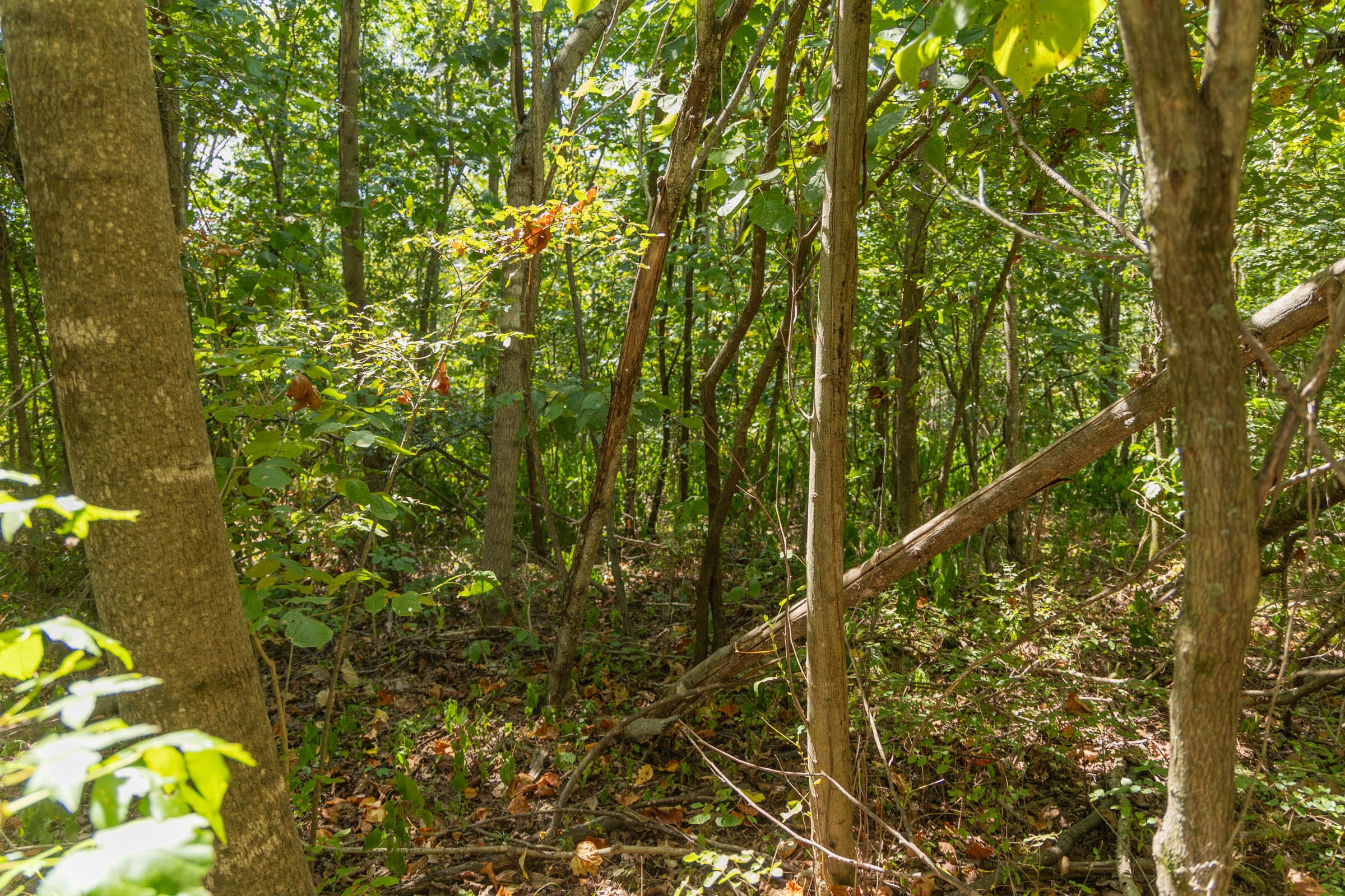 Big White Oak Tract 59 photo 5