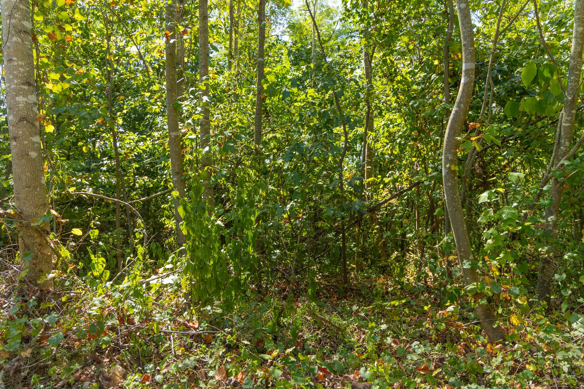 Big White Oak Tract 59 photo 6