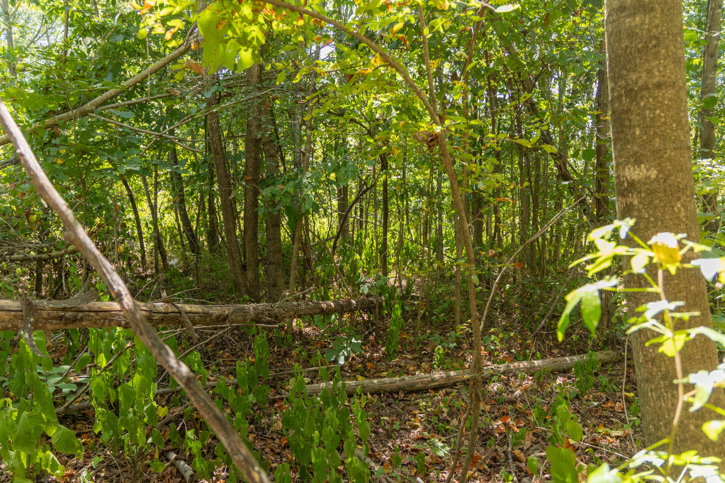 Big White Oak Tract 59 photo 3
