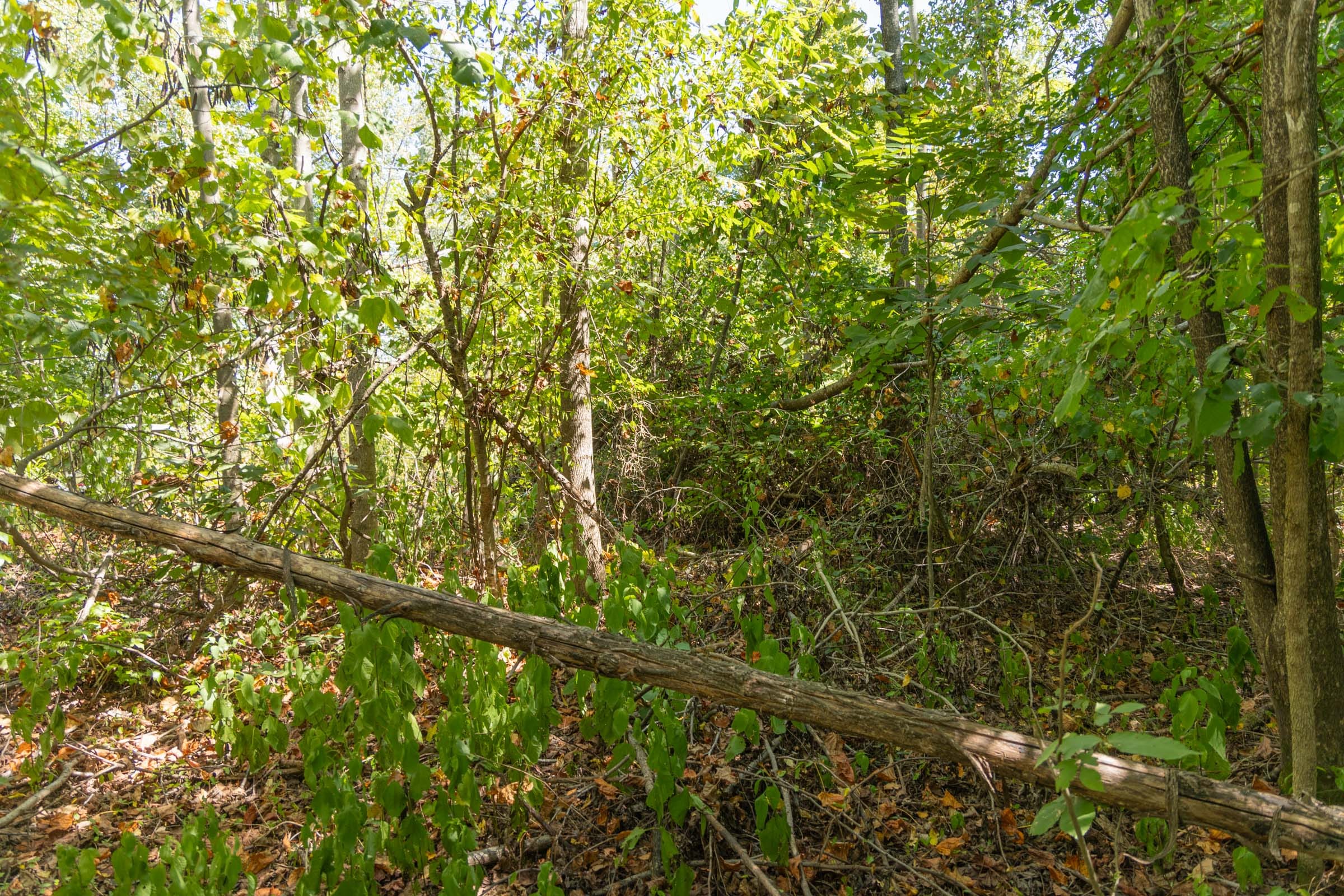 Big White Oak Tract 59 photo 8