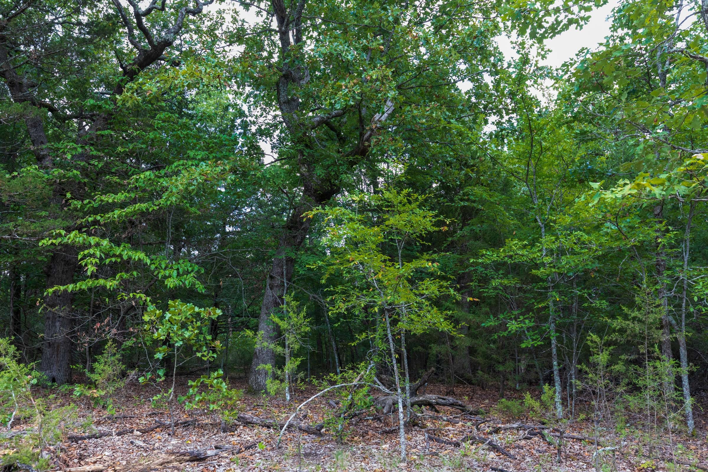 Heritage Bend Tract 13 photo 7