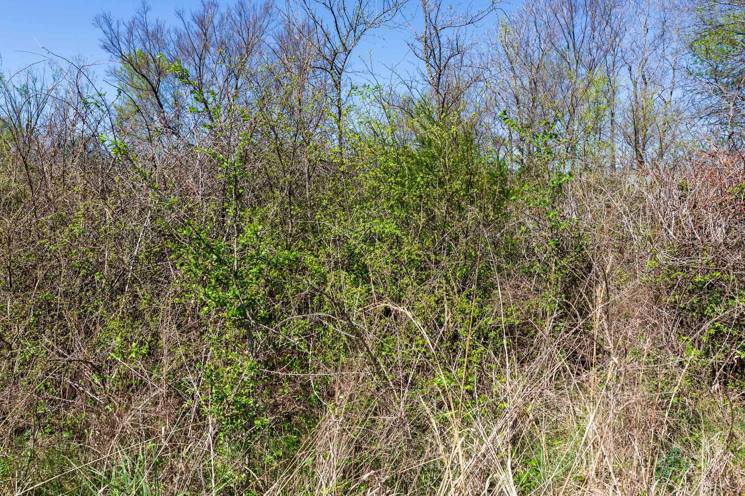 Prairie Grove Tract 20 photo 5