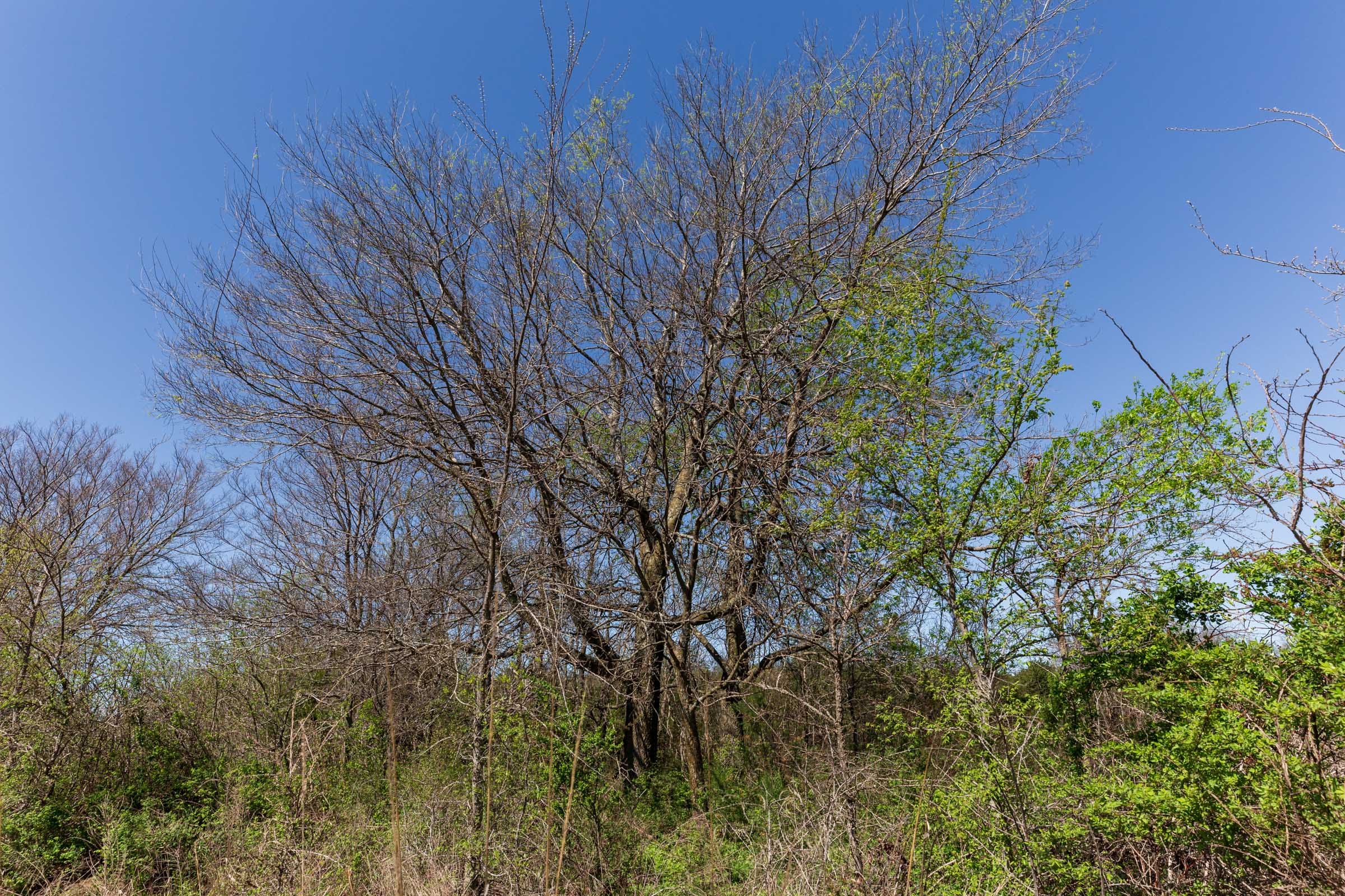 Prairie Grove Tract 20 photo 8