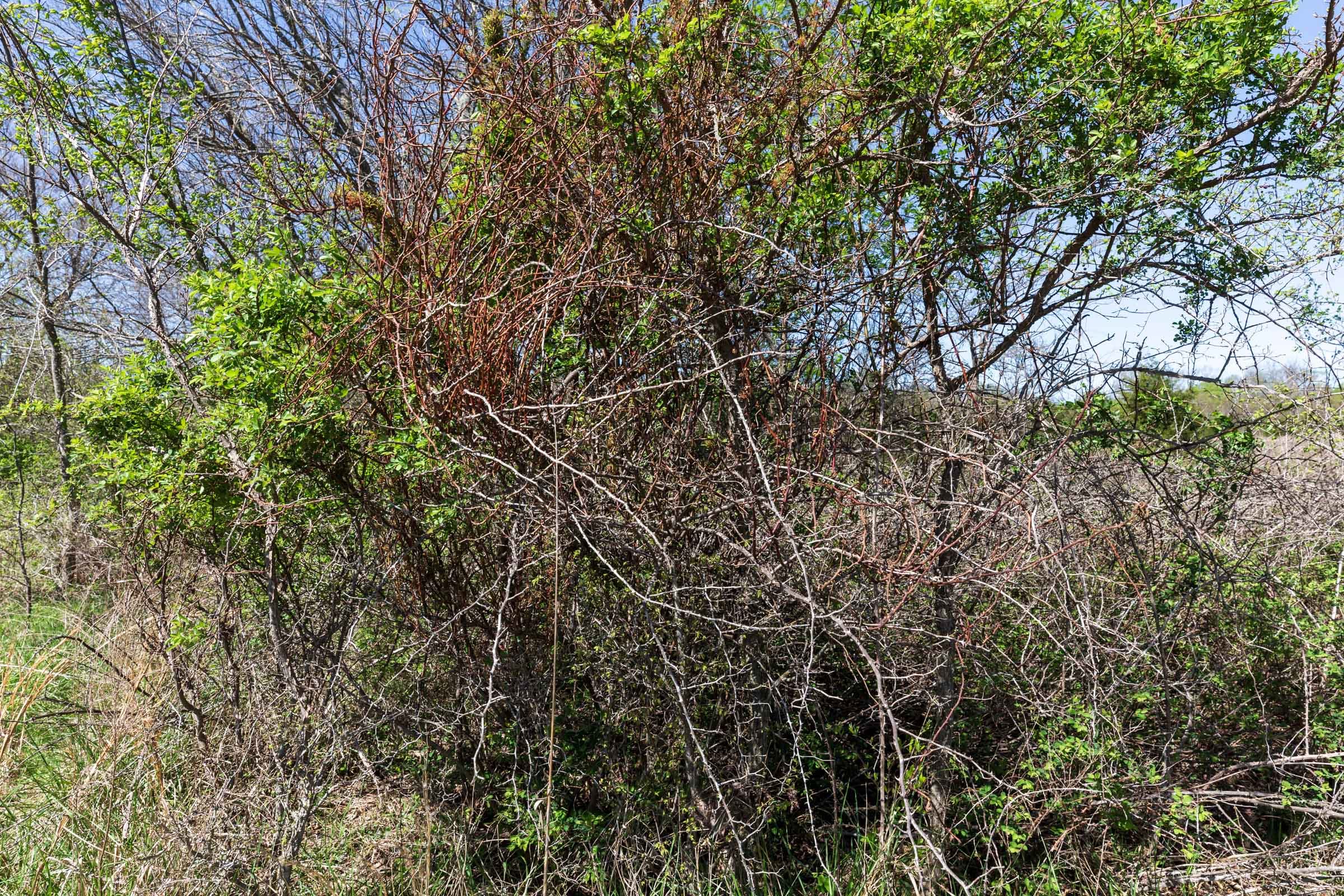 Prairie Grove Tract 20 photo 10