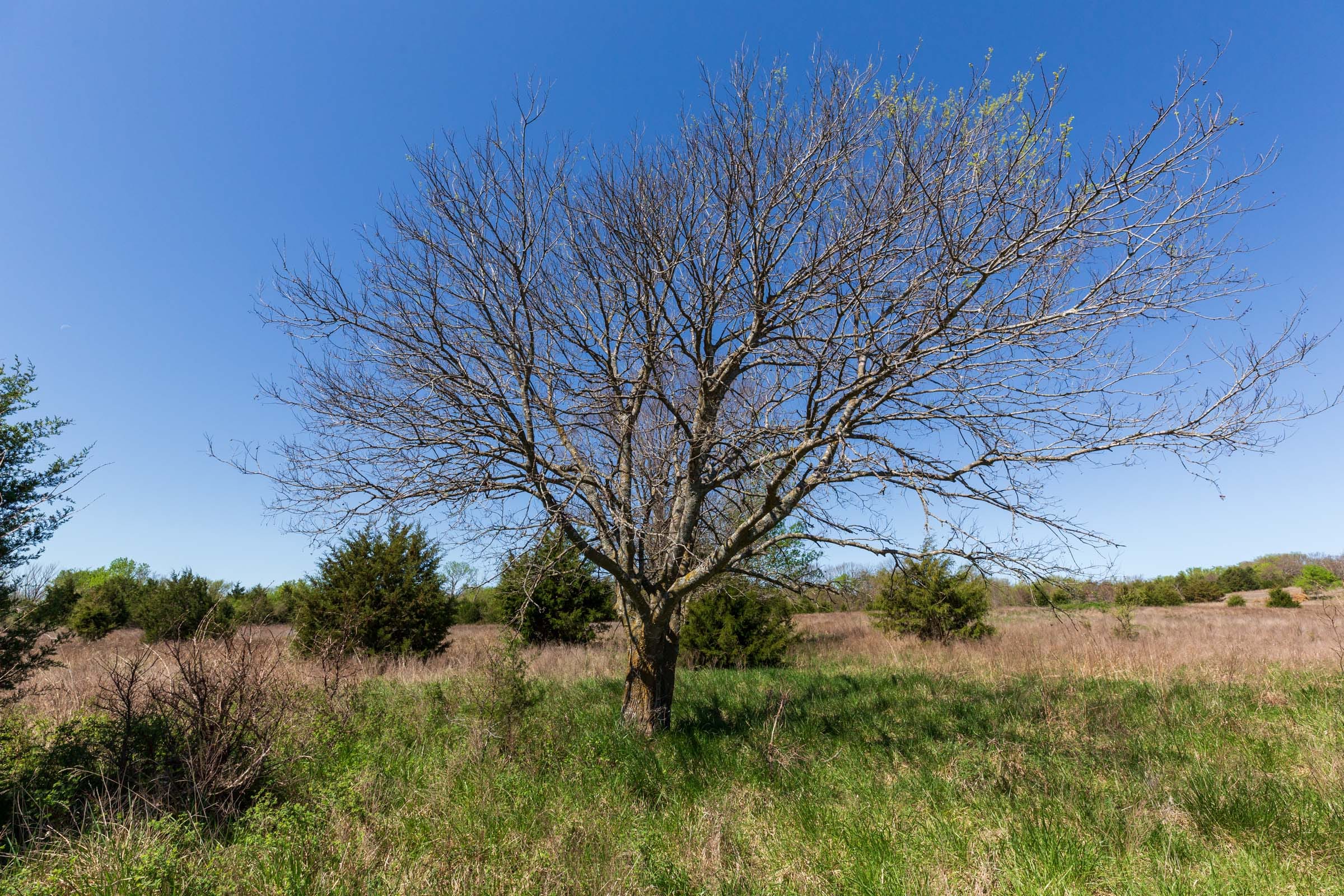 Prairie Grove Tract 20 photo 17