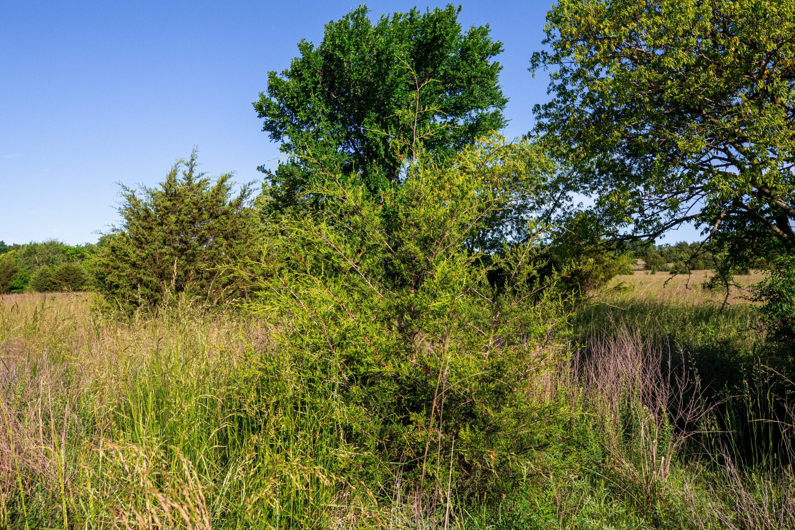 Prairie Grove Tract 20 photo 18