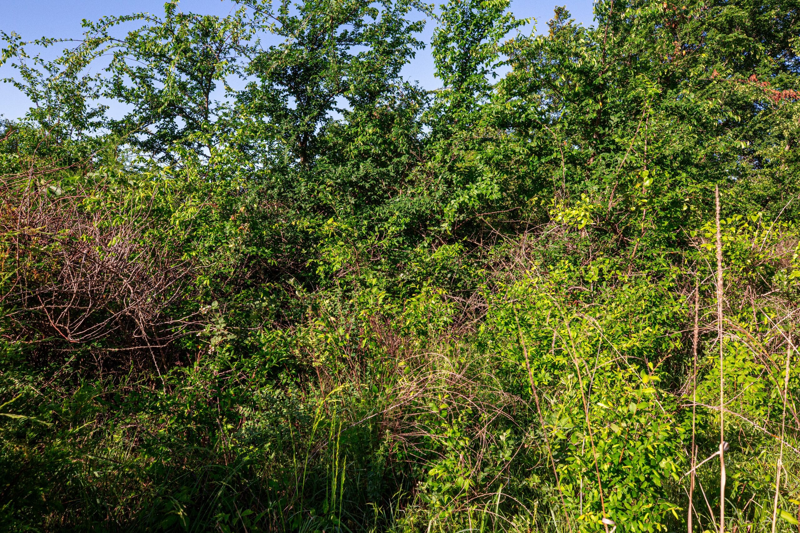 Prairie Grove Tract 20 photo 13