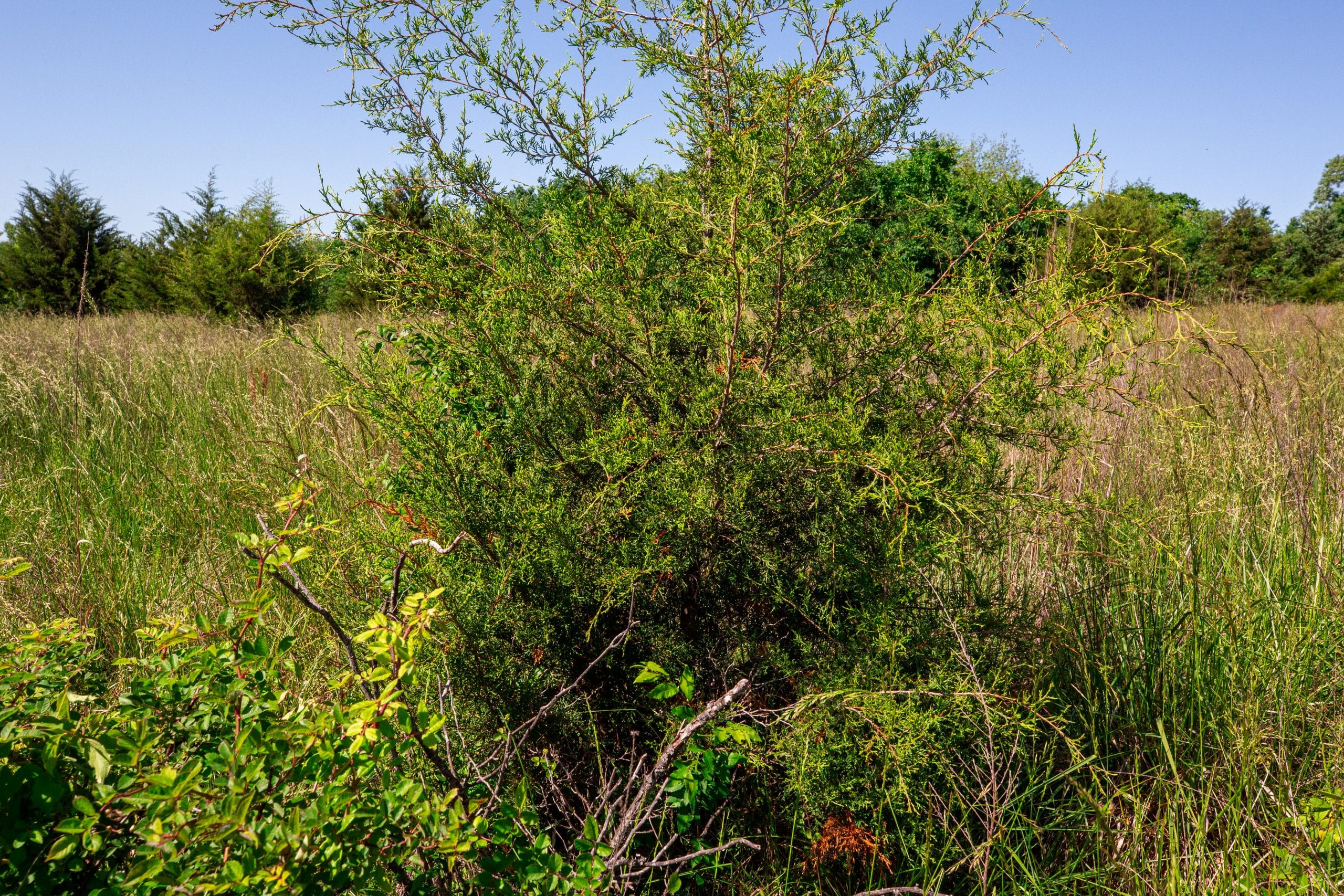 Prairie Grove Tract 20 photo 20