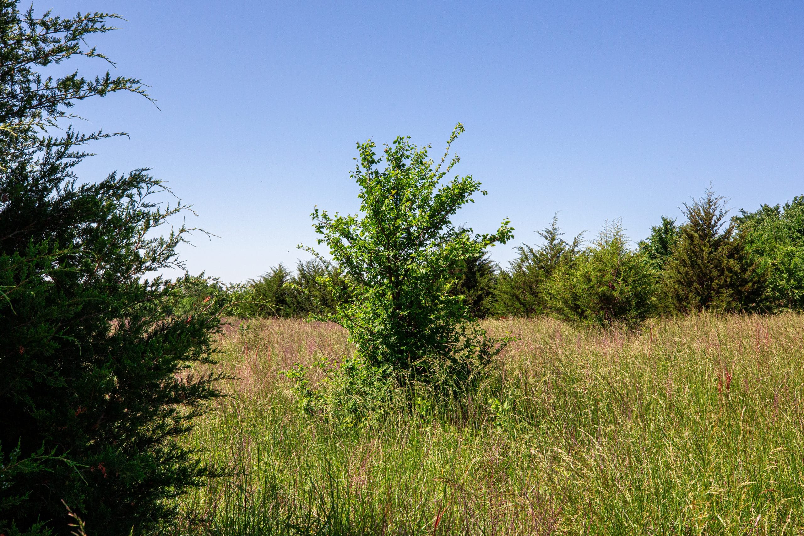 Prairie Grove Tract 20 photo 23