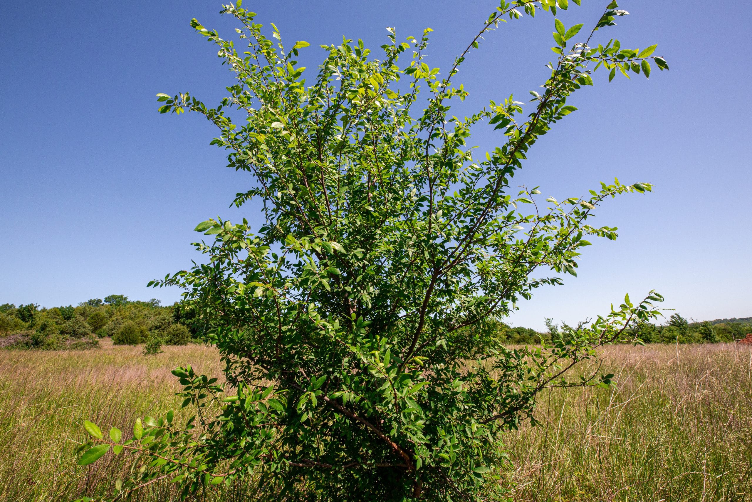 Prairie Grove Tract 20 photo 3