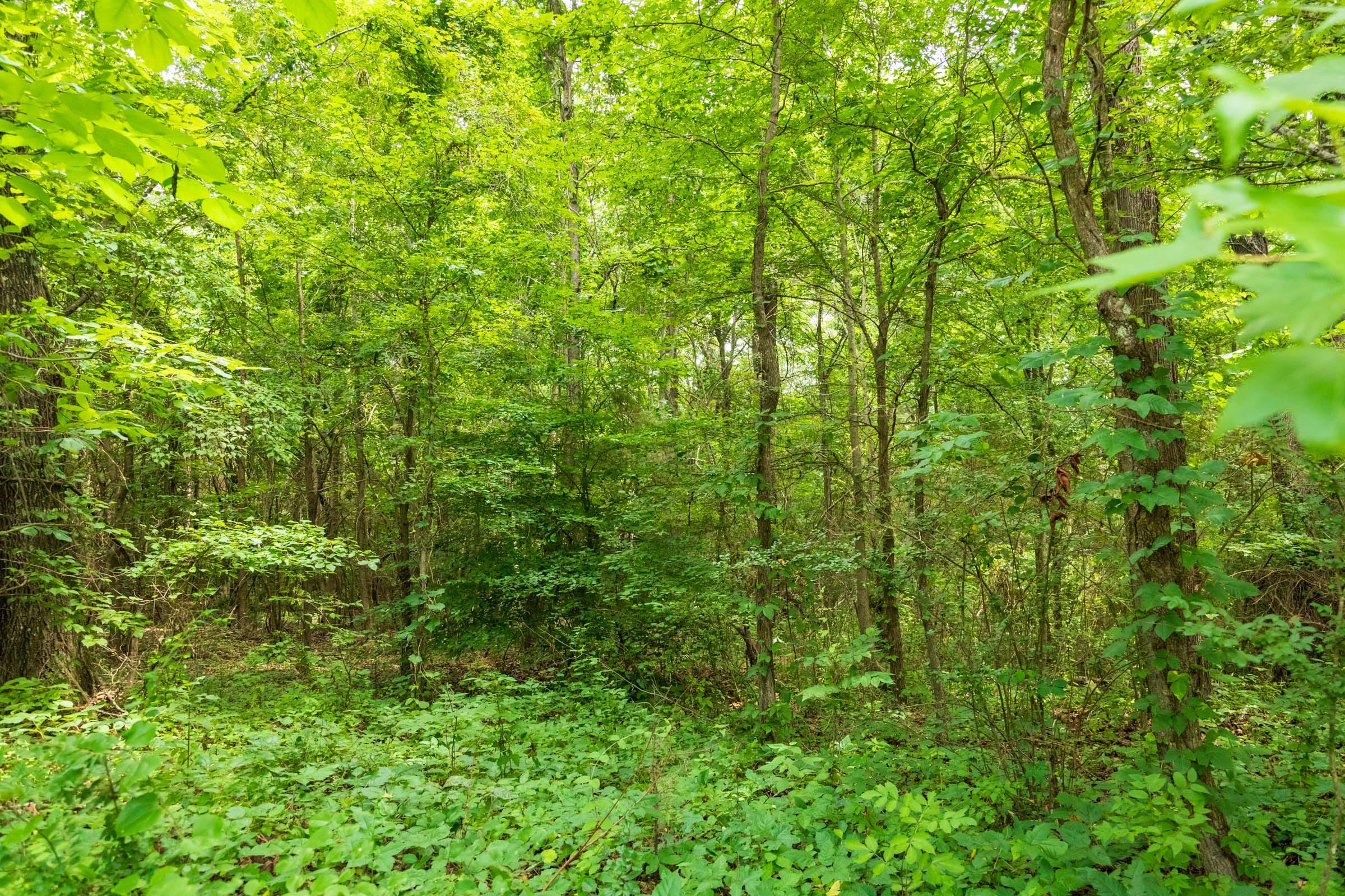 Whiskey Ridge Tract 46 photo 5