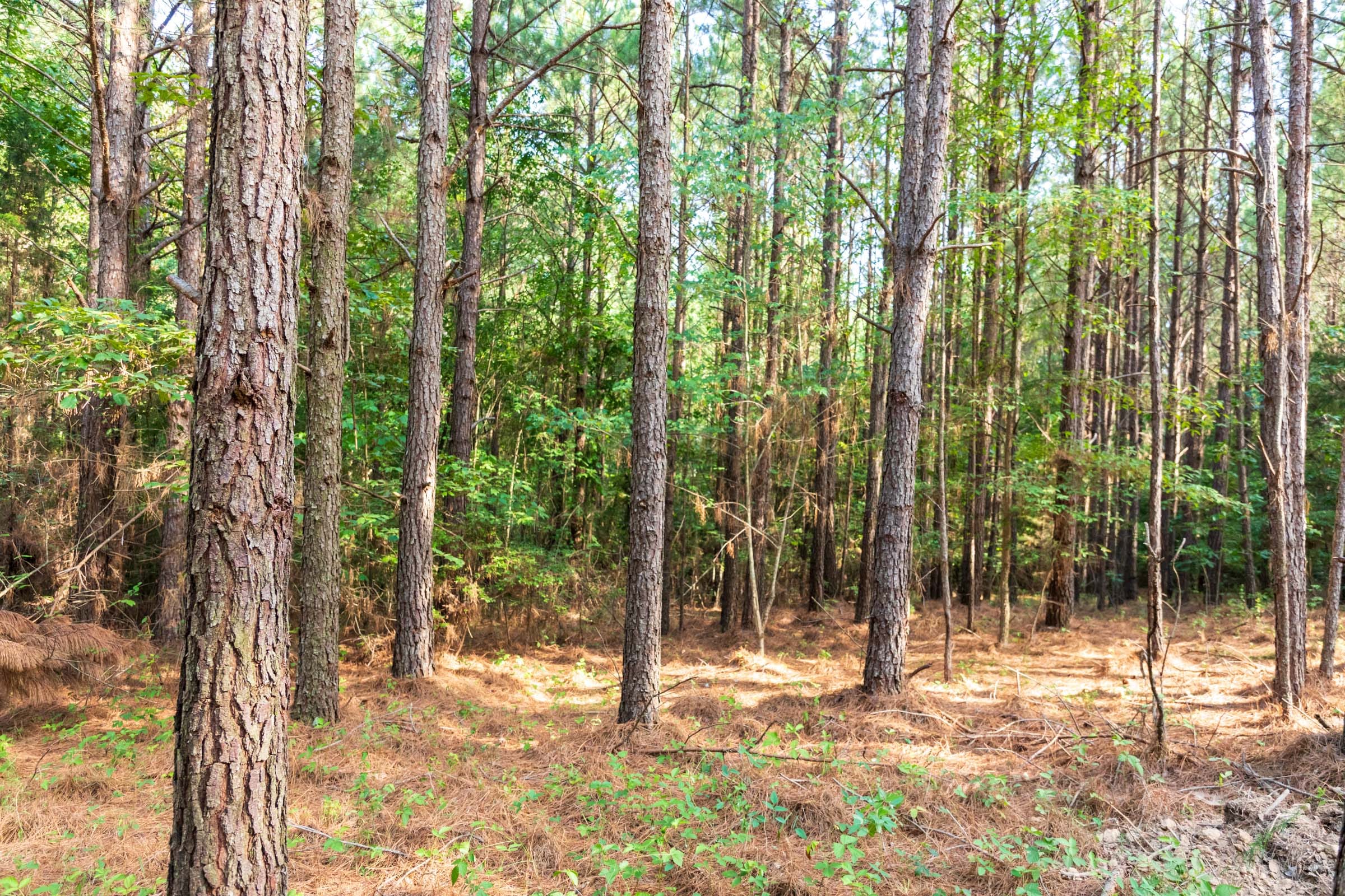 Whiskey Ridge Tract 46 photo 6