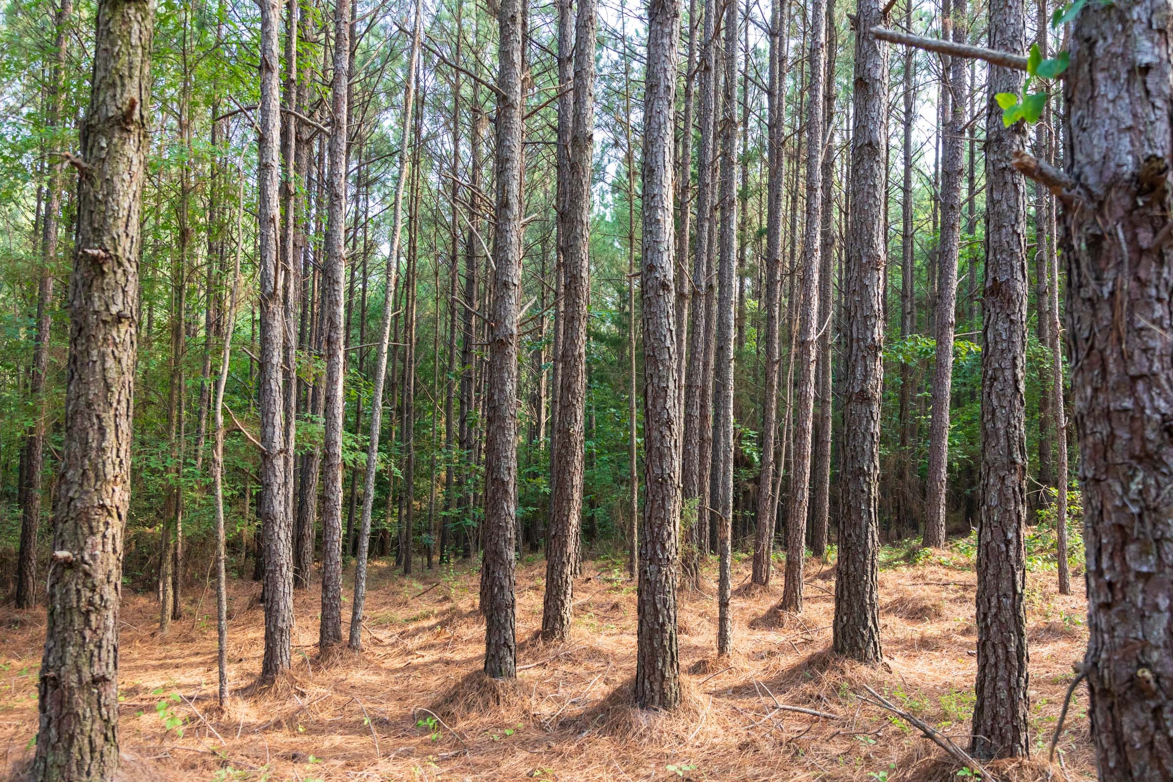 Whiskey Ridge Tract 46 photo 2