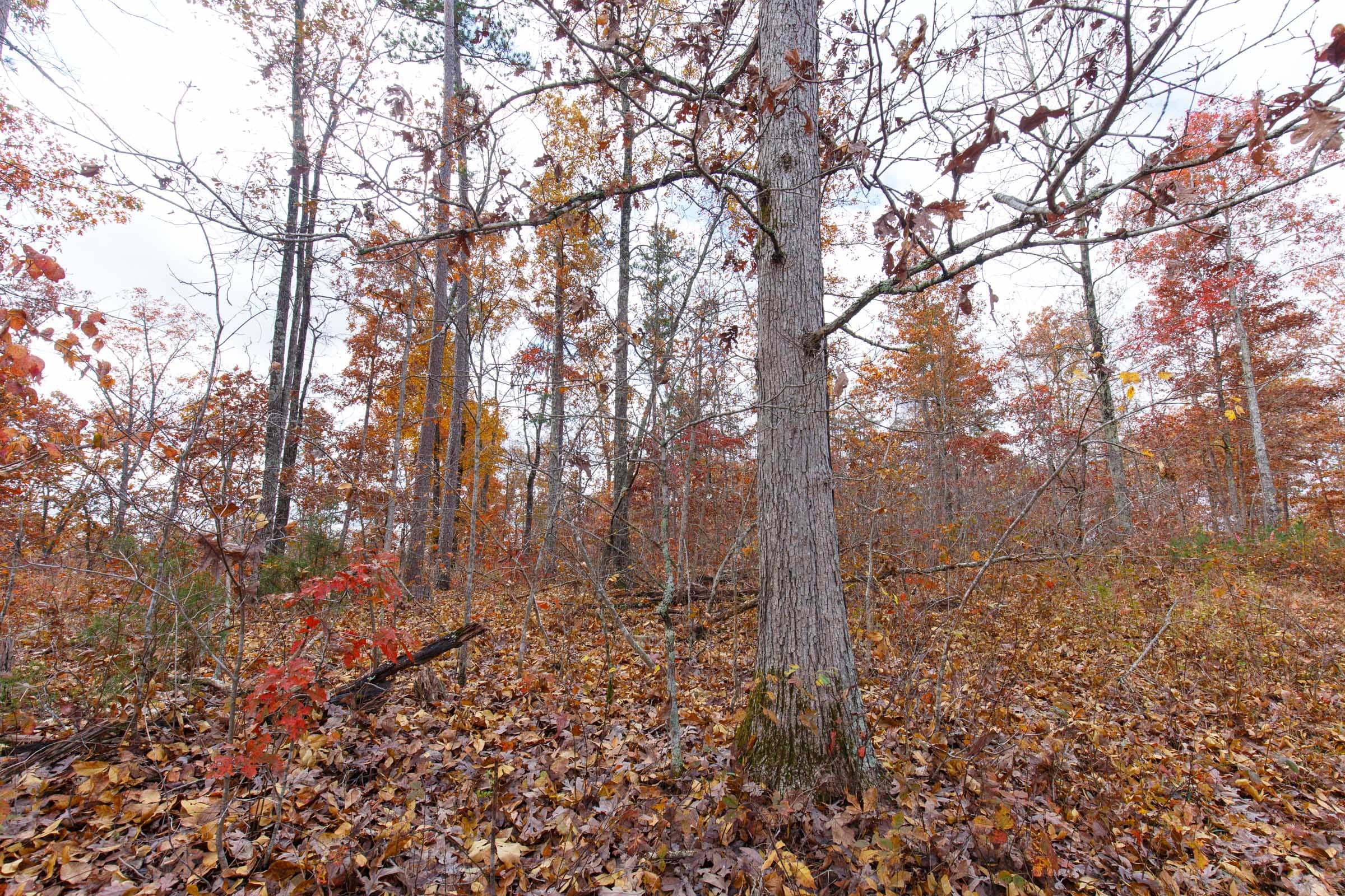 Hawkcrest Tract 37 photo 7