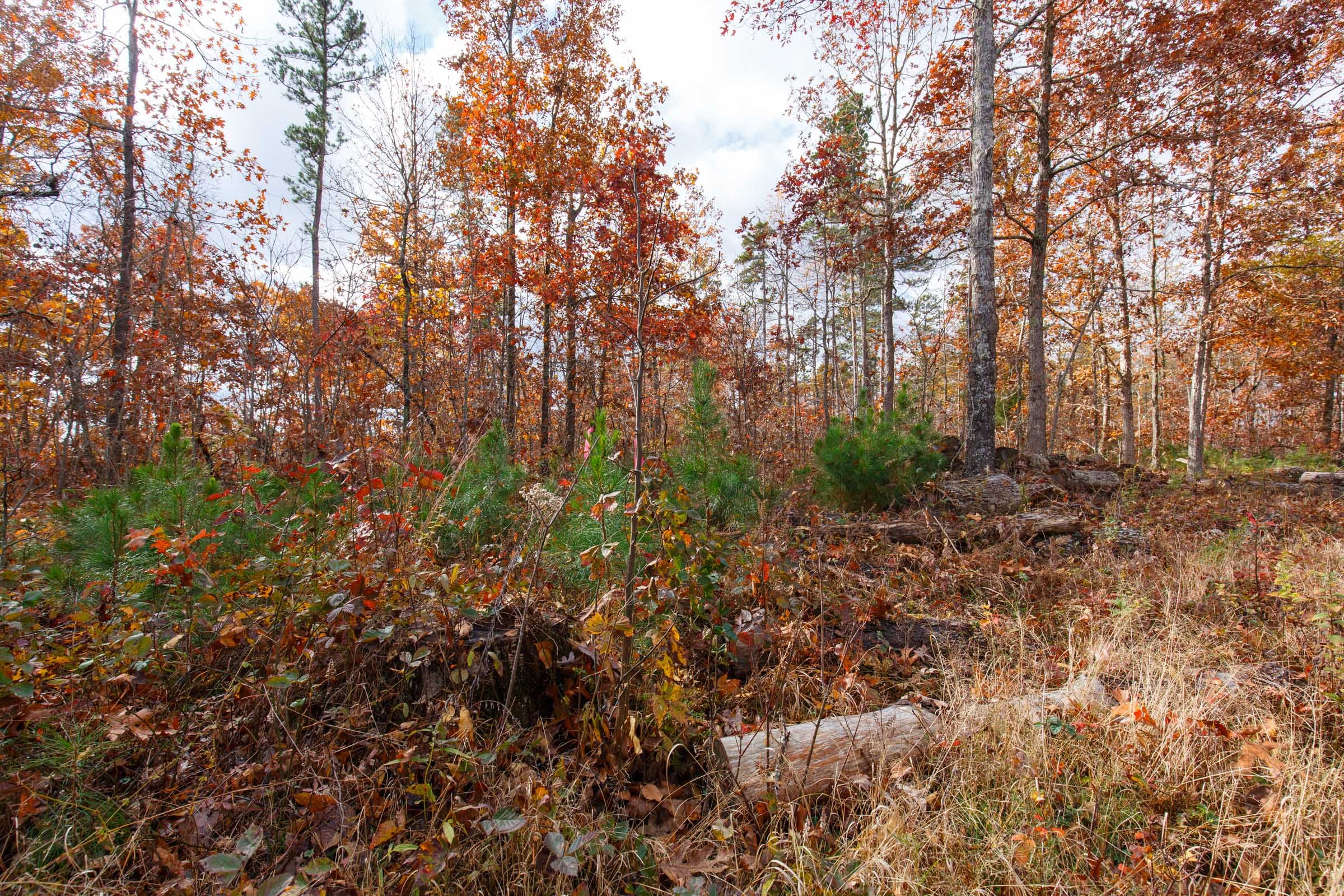 Hawkcrest Tract 37 photo 9