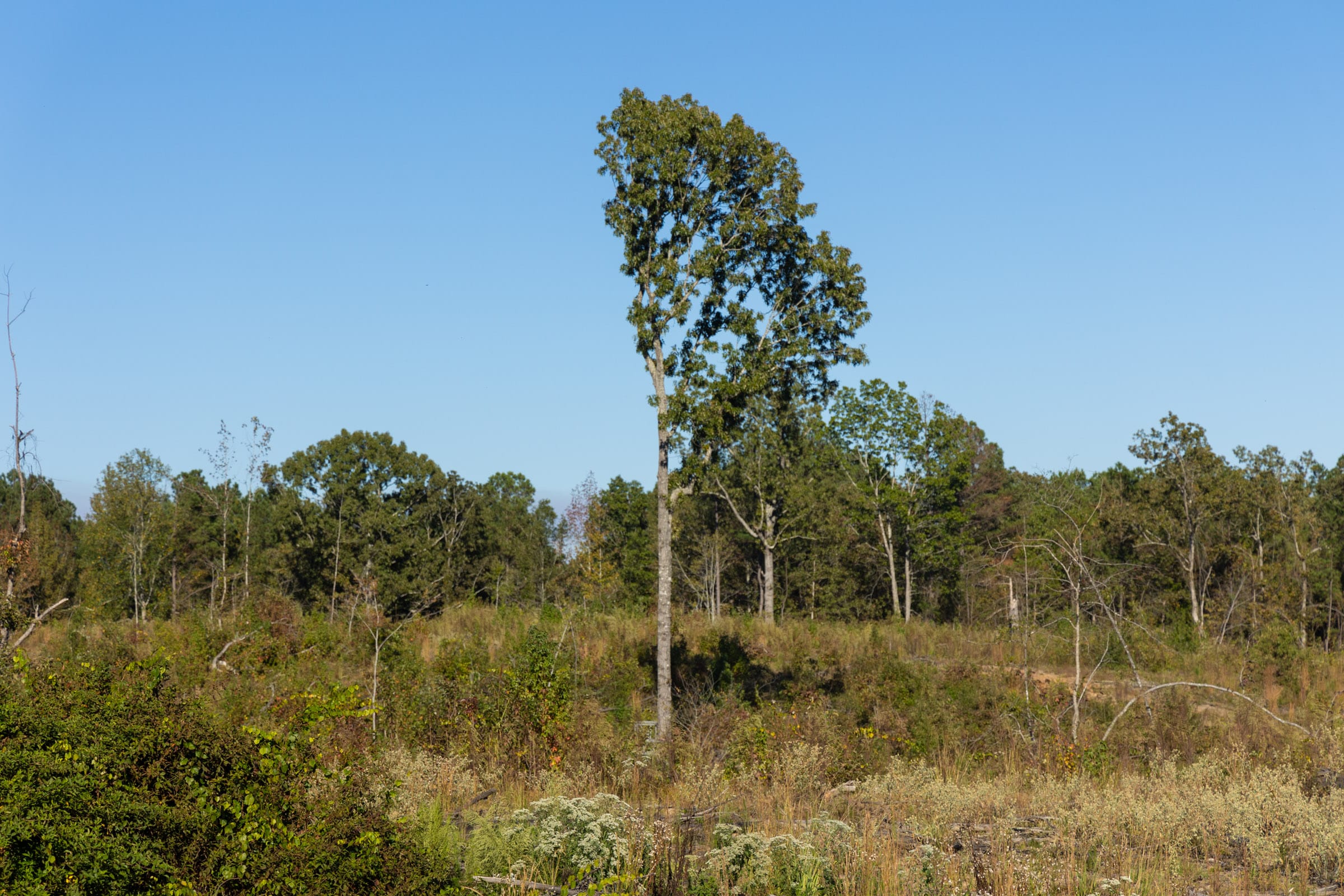 Meyer’s Ridge Tract 12 photo 4