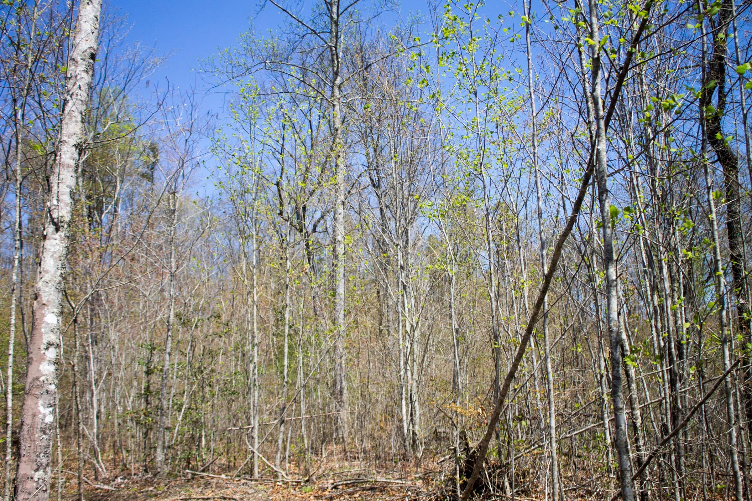 Hidden Hills Tract 31 photo 4