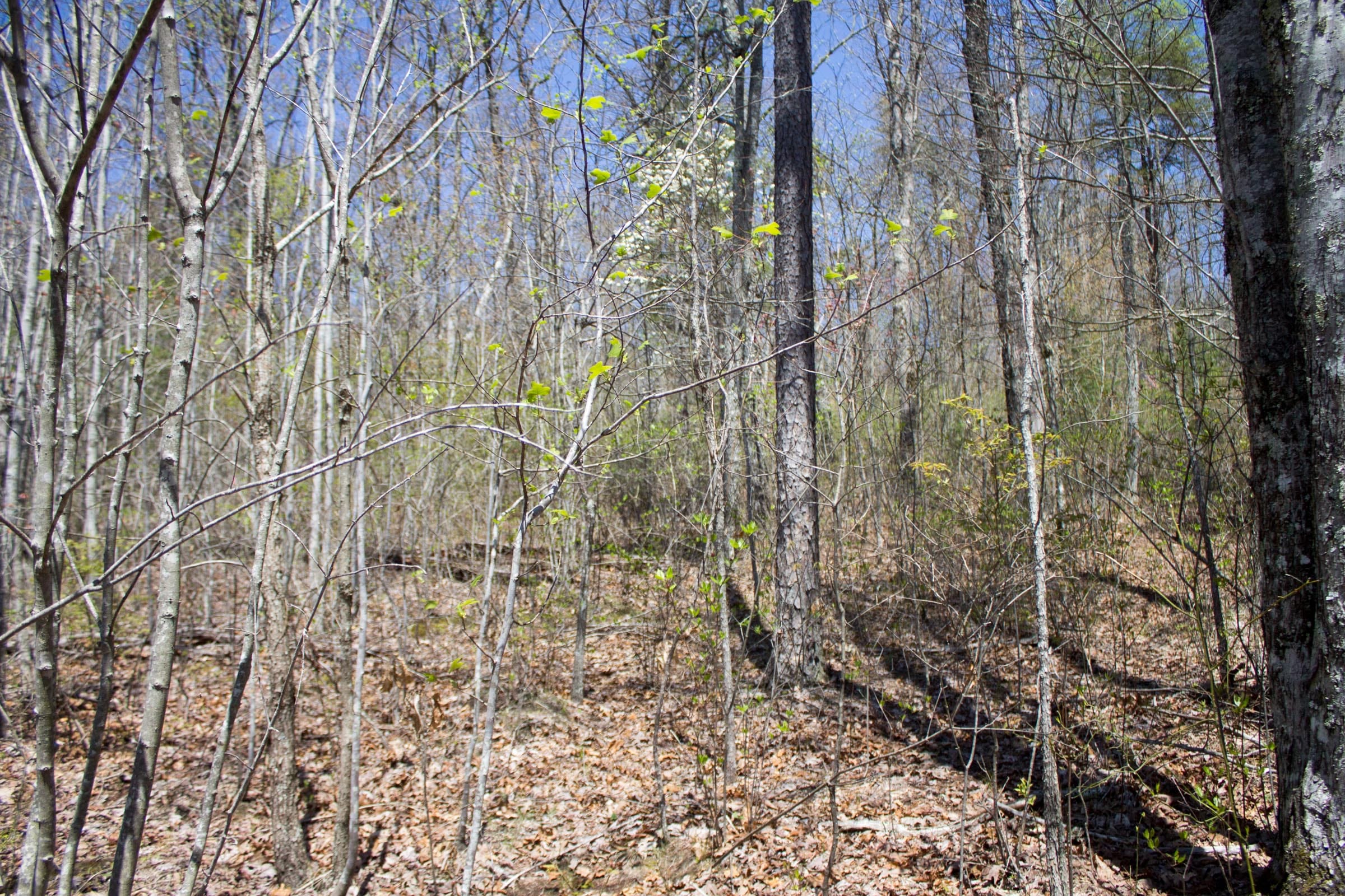 Hidden Hills Tract 31 photo 5