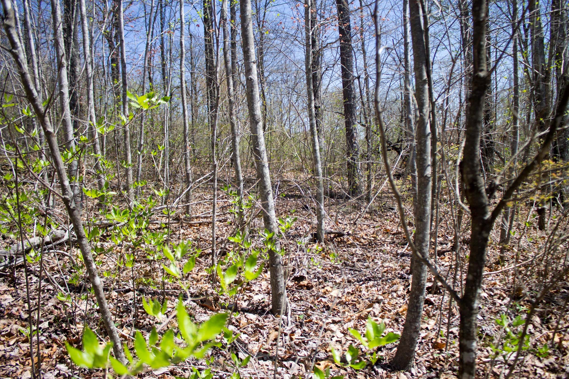 Hidden Hills Tract 31 photo 6