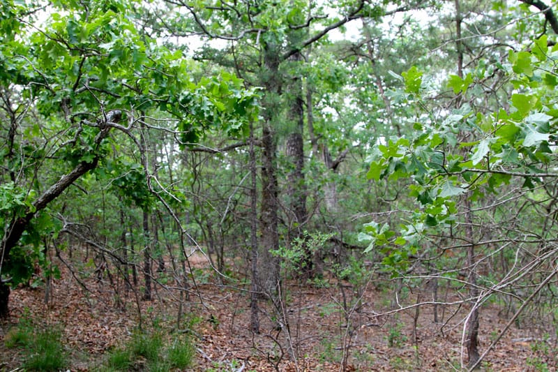 Trophy Ridge Phase II Tract 58 photo 3