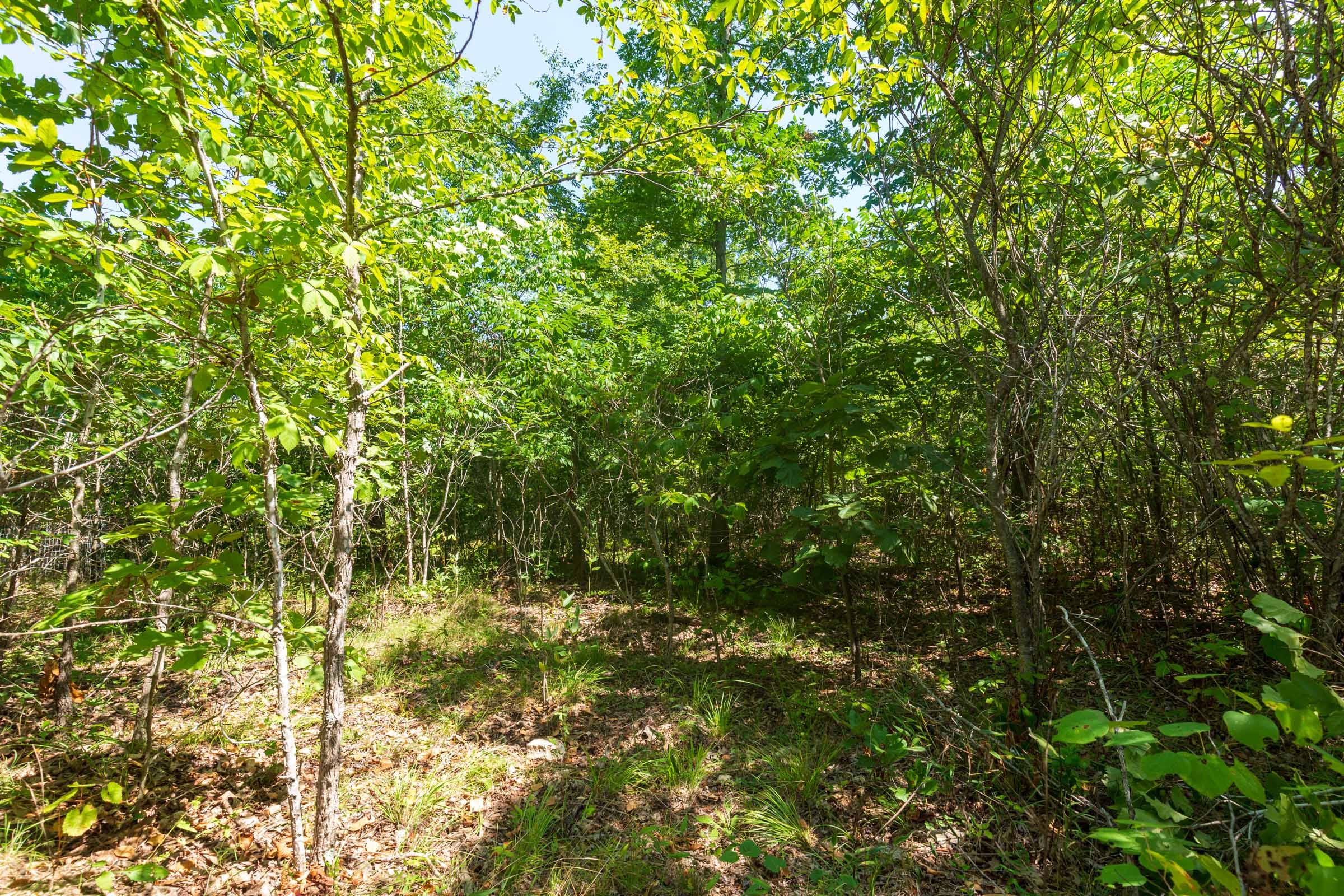 Cypress Ridge Tract 32 photo 4