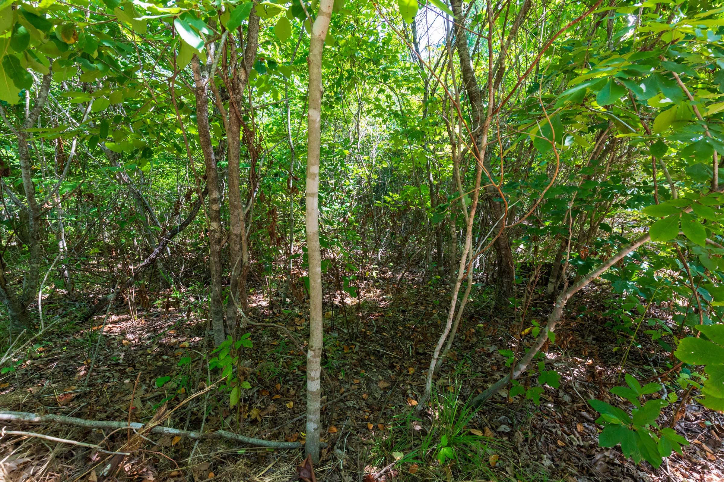 Cypress Ridge Tract 32 photo 5