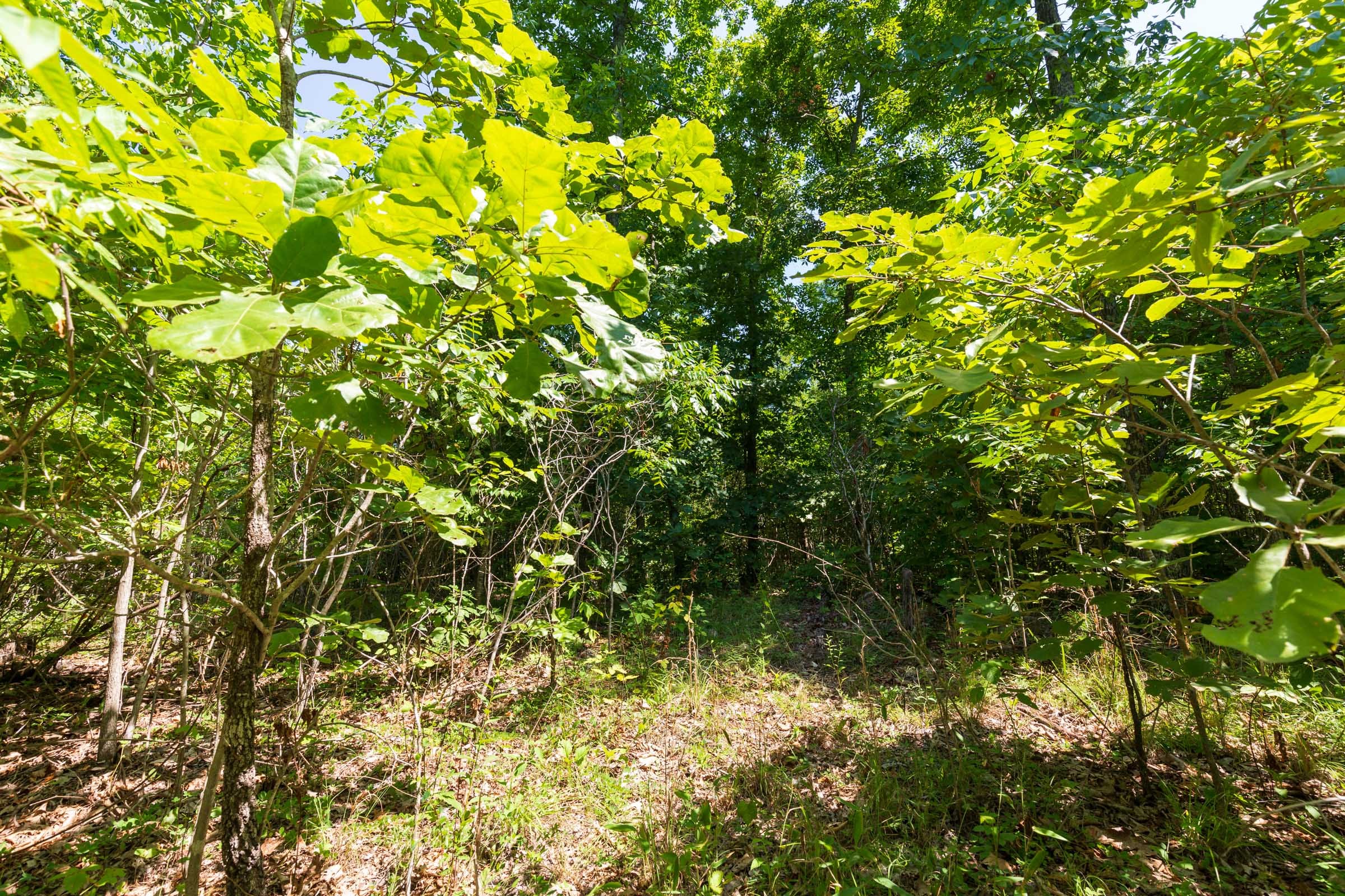 Cypress Ridge Tract 32 photo 8