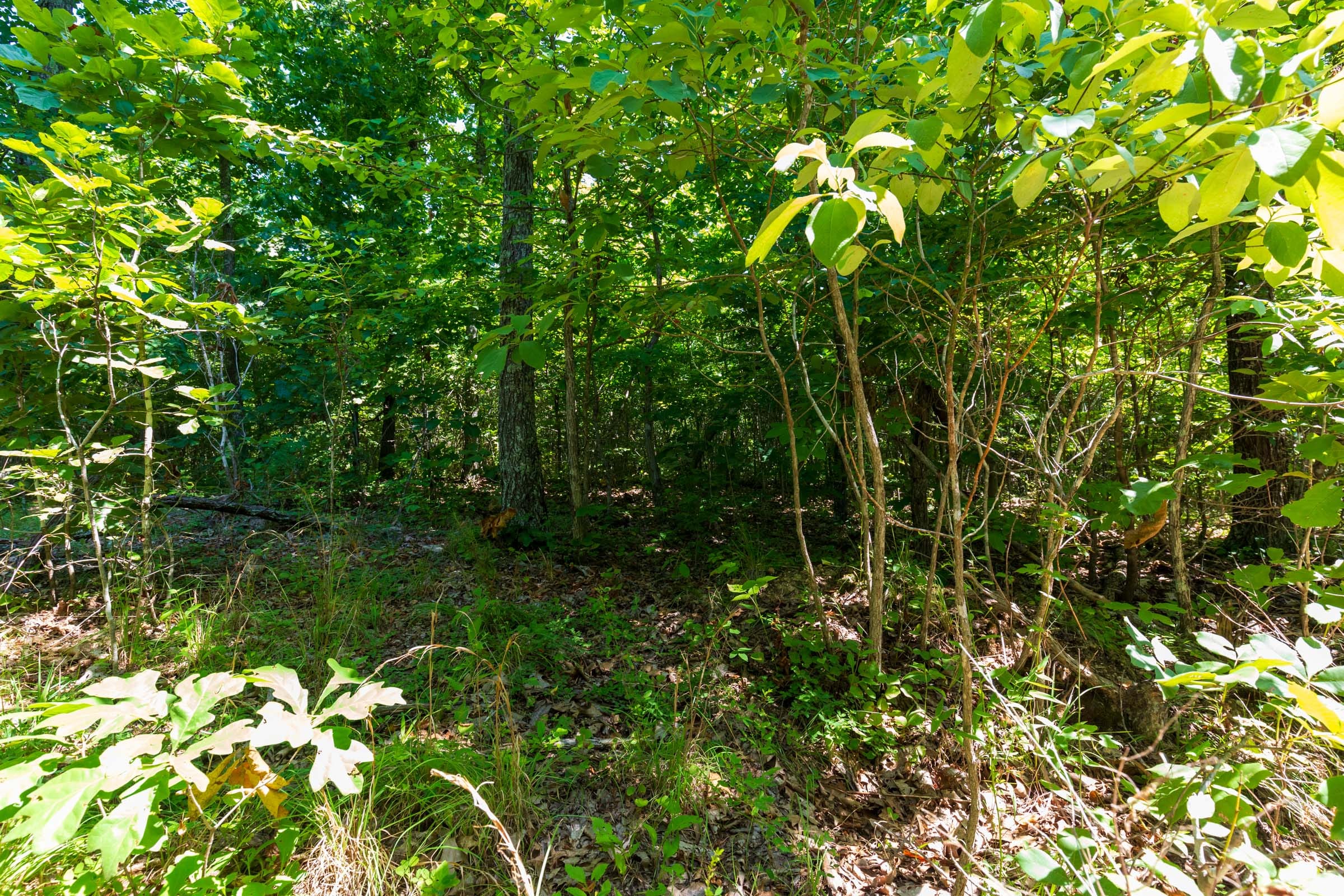 Cypress Ridge Tract 32 photo 9