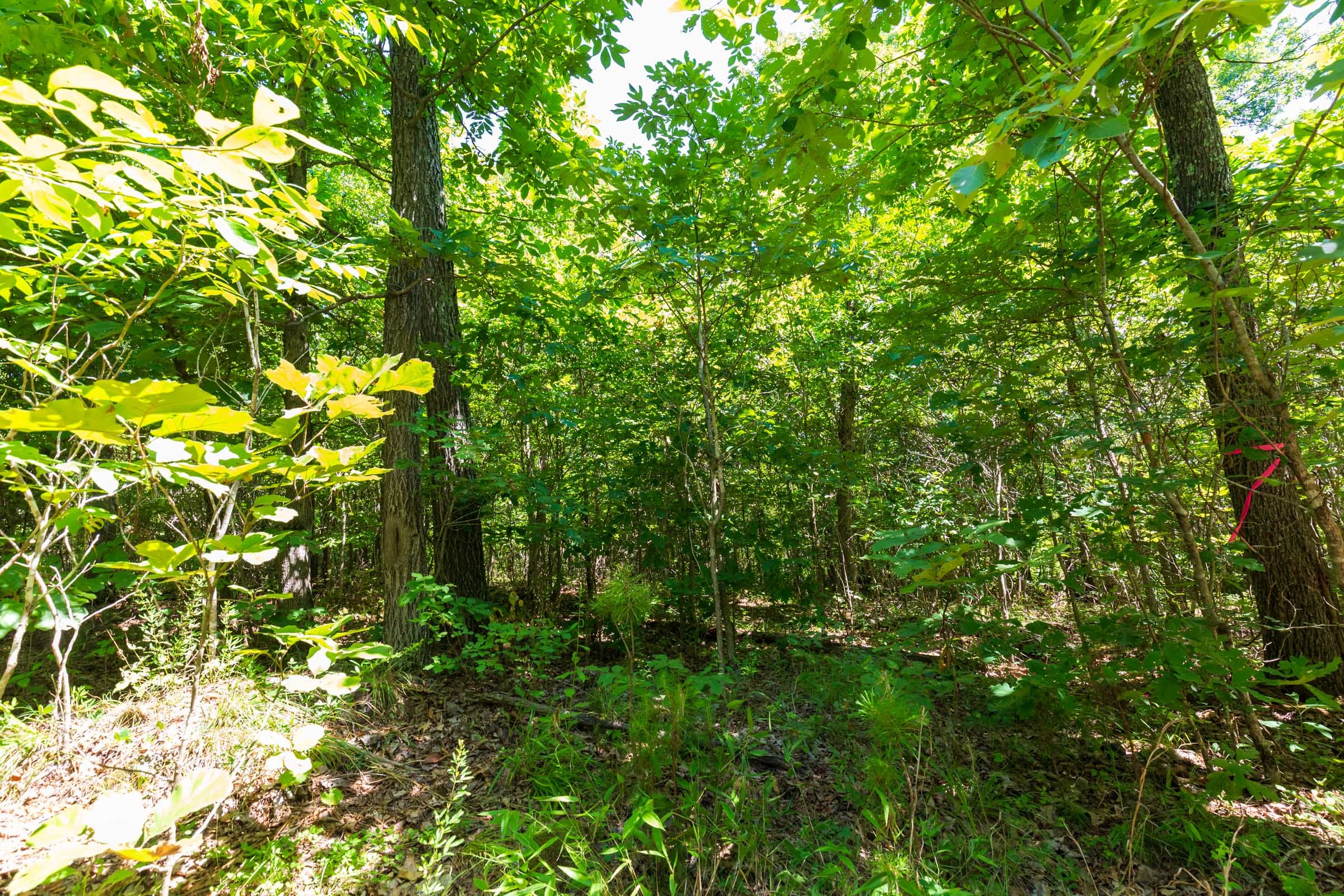 Cypress Ridge Tract 32 photo 10