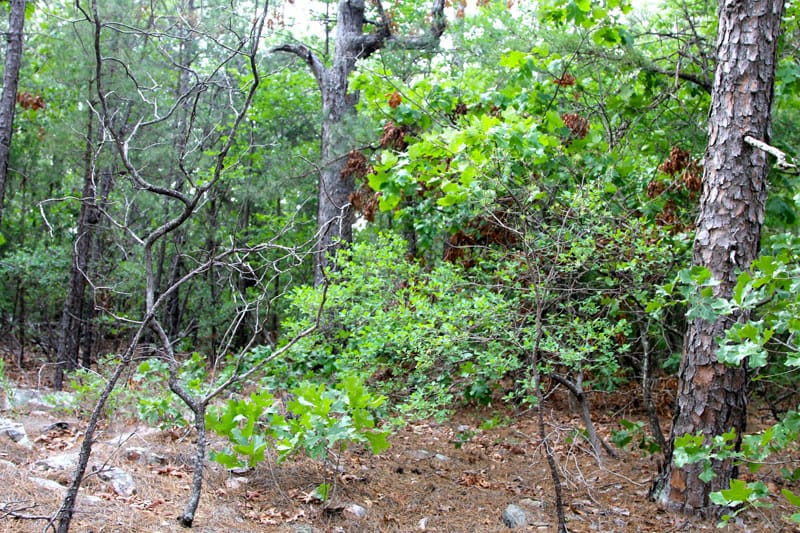 Trophy Ridge Phase II Tract 81 photo 3