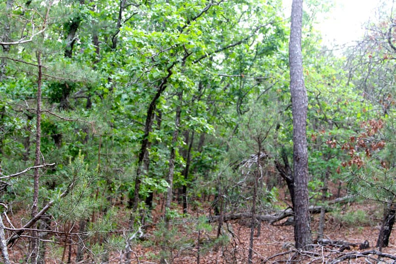 Trophy Ridge Phase II Tract 81 photo 4